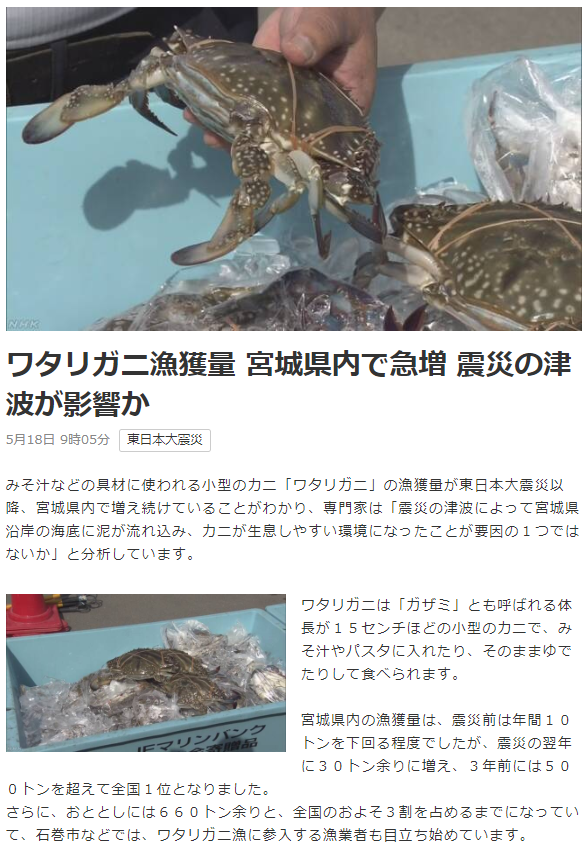 津波のおかげでワタリガニが大豊漁 地質屋さんと呼ばないで