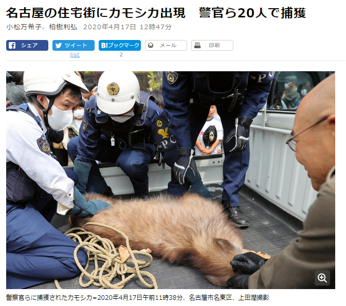 名古屋市名東区にカモシカが現れたらしい・・・って結構山から離れてるんだが・・・