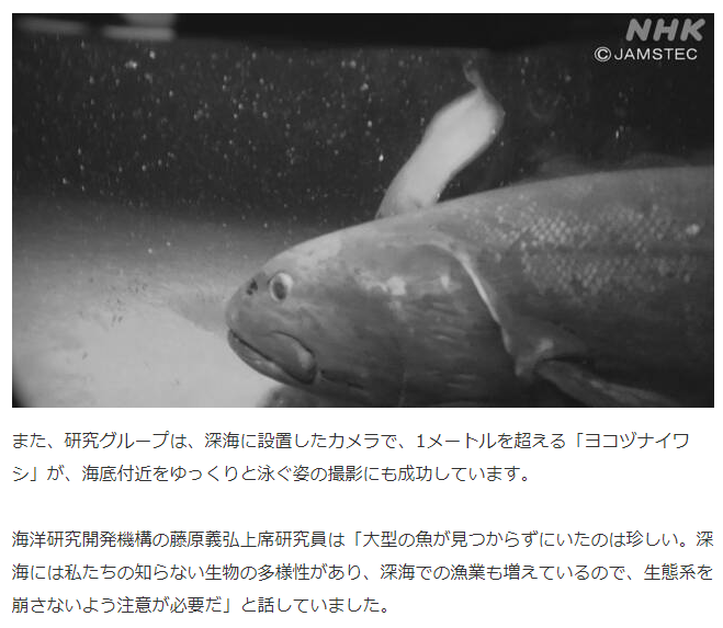 普通の人がイワシと聞いて イワシじゃねえだろう という新種のイワシが 駿河湾の深海で発見されたらしい 地質屋さんと呼ばないで