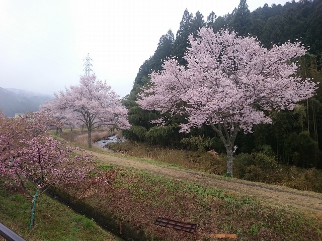 愛知県北設楽郡設楽町の「道の駅 アグリステーションなぐら」にやってきました。桜満開。