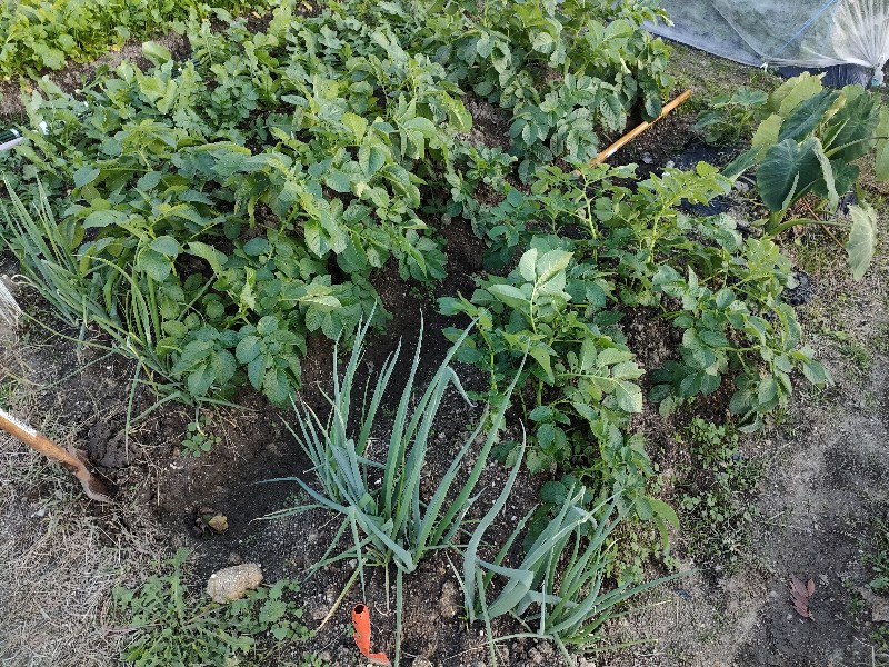 2023年11月20日の家庭菜園（大根はもう大きくならんかな）