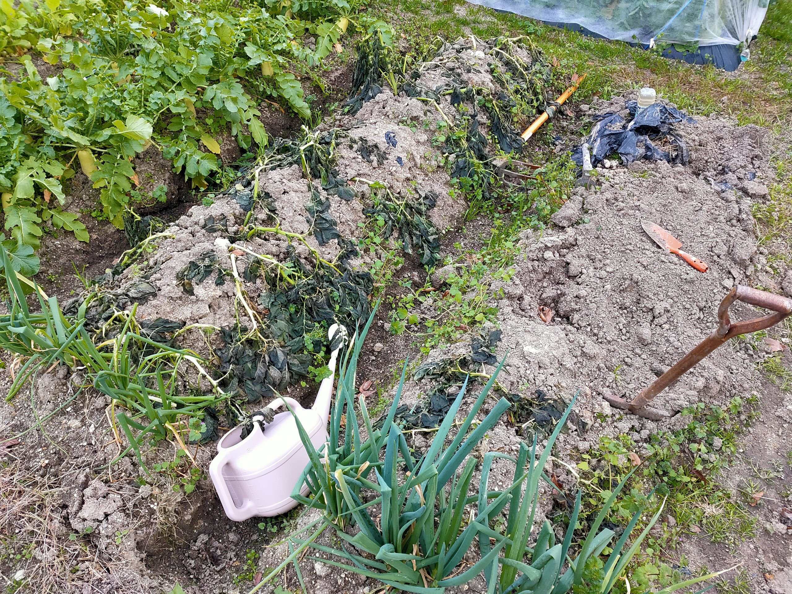 2023年12月23日の家庭菜園