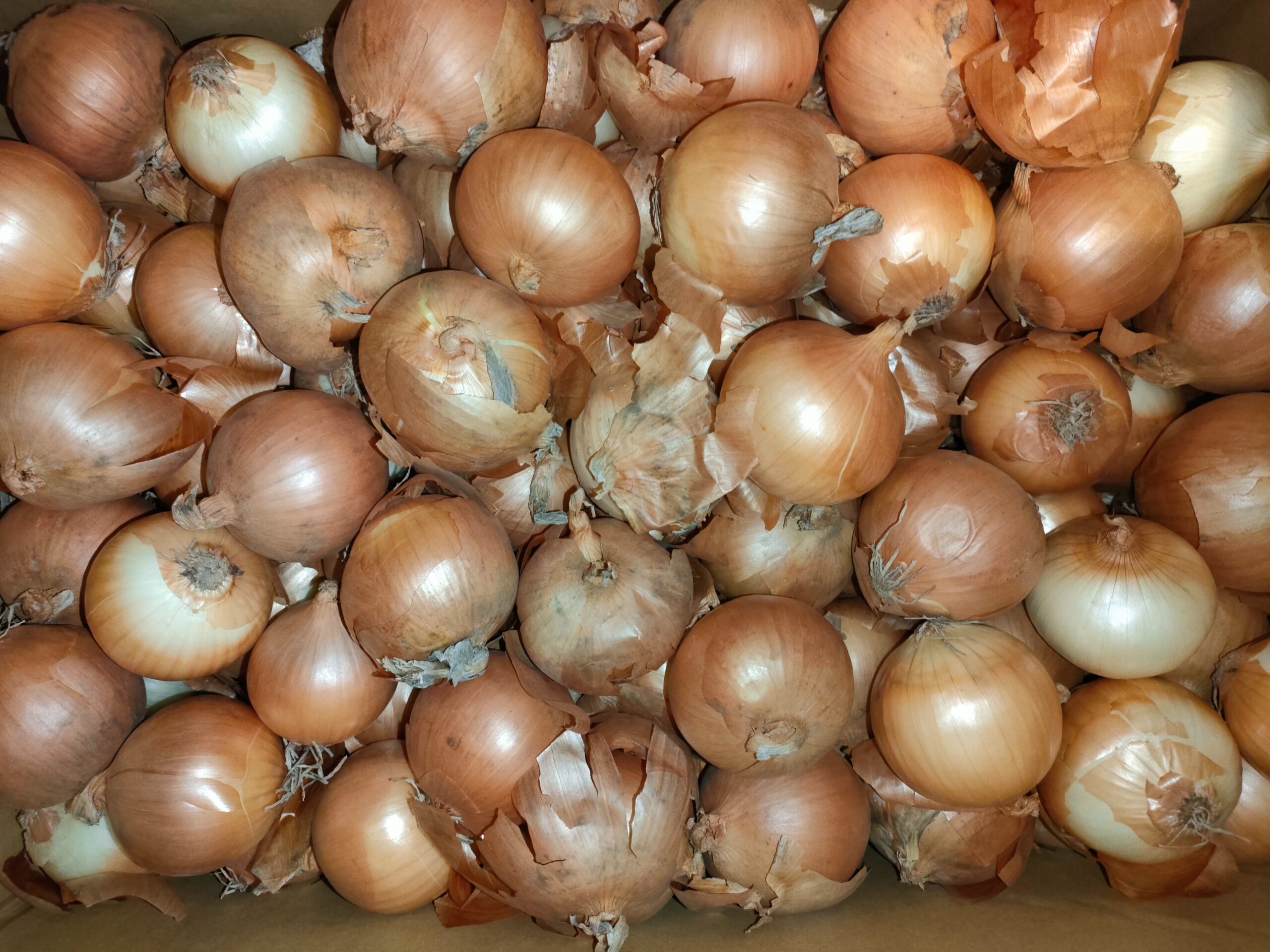 北海道北見市の【訳アリ】玉ねぎ 20kg Sサイズをふるさと納税してみた　#ふるさと納税