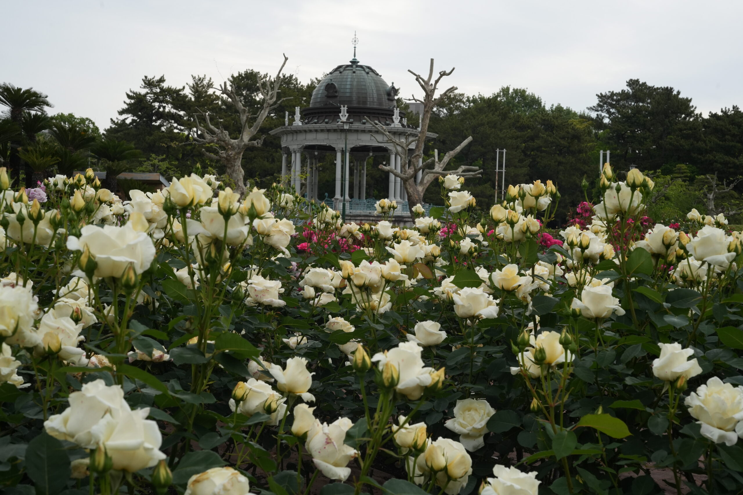 鶴舞公園にやってきました。2026年2日目のバラ園。