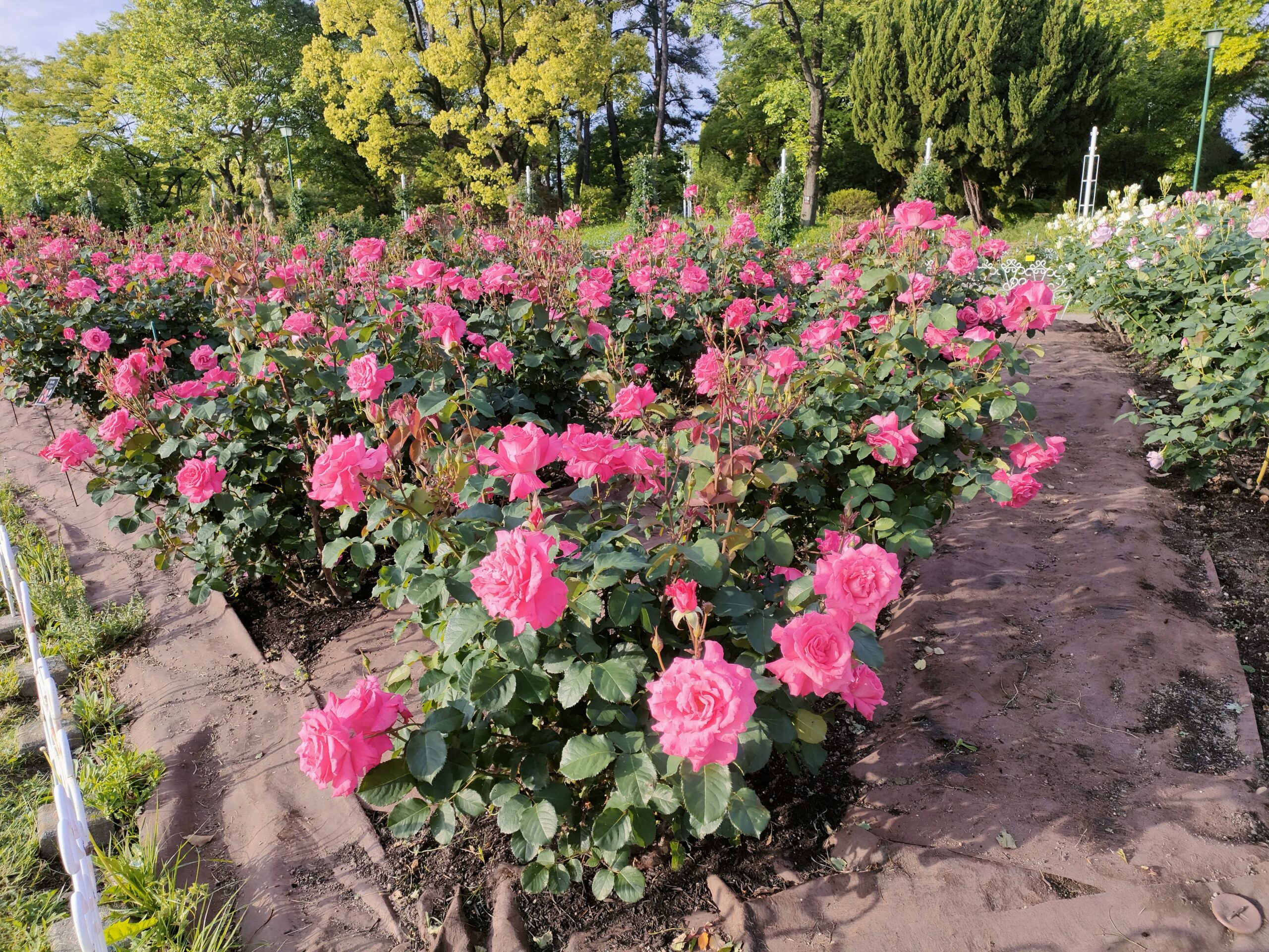 鶴舞公園＠名古屋市昭和区にやってきました。バラシーズン2026開幕。