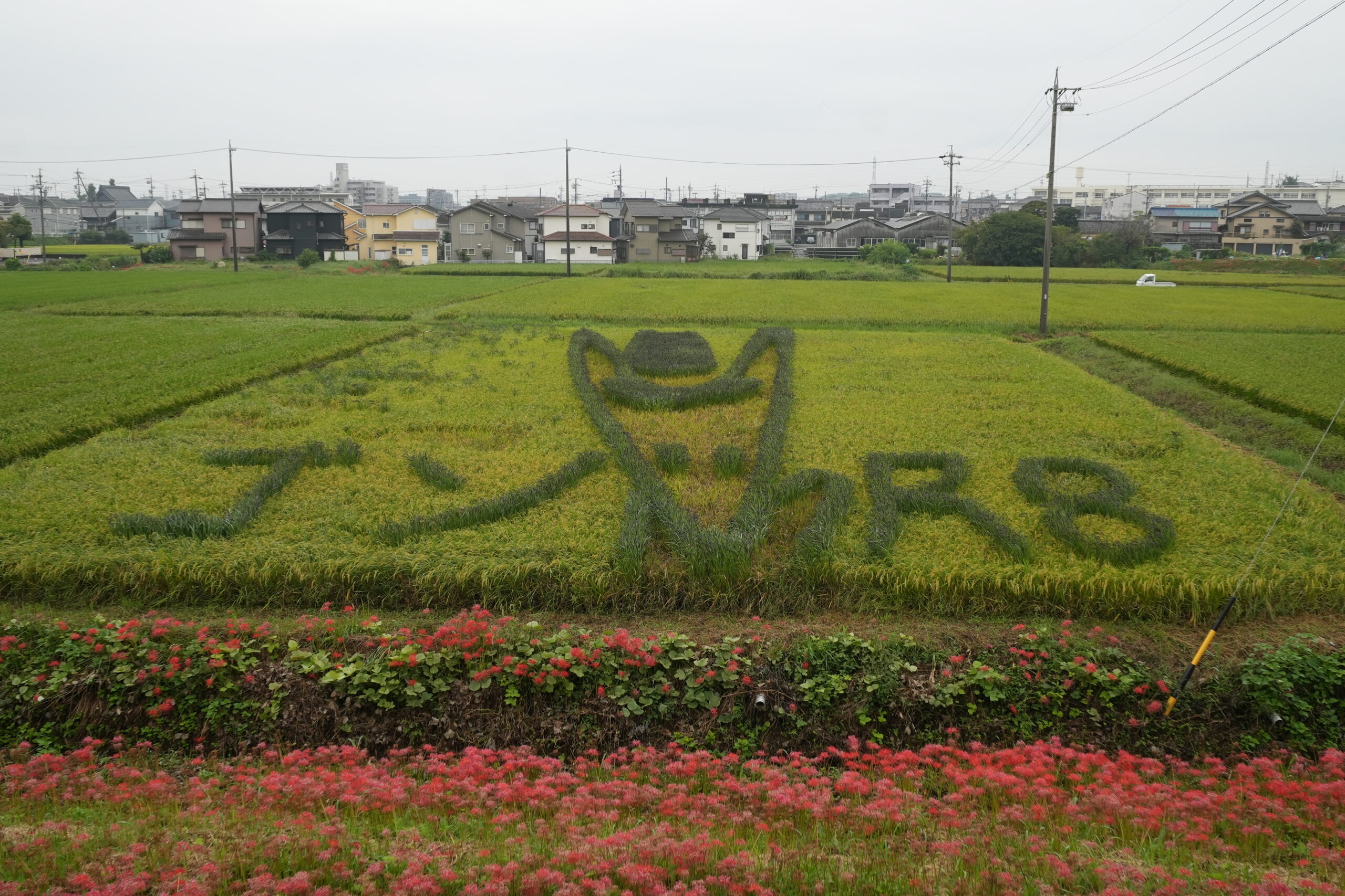 彼岸花を見に矢勝川@愛知県半田市にやってきました。一面彼岸花。