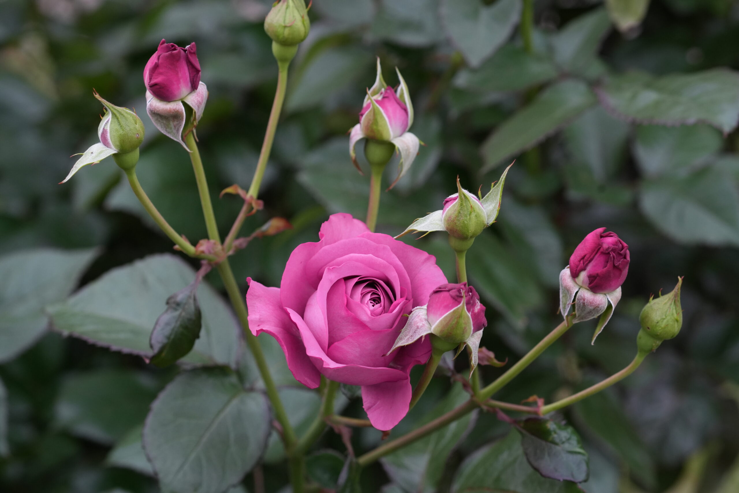 DSC05612.jpg