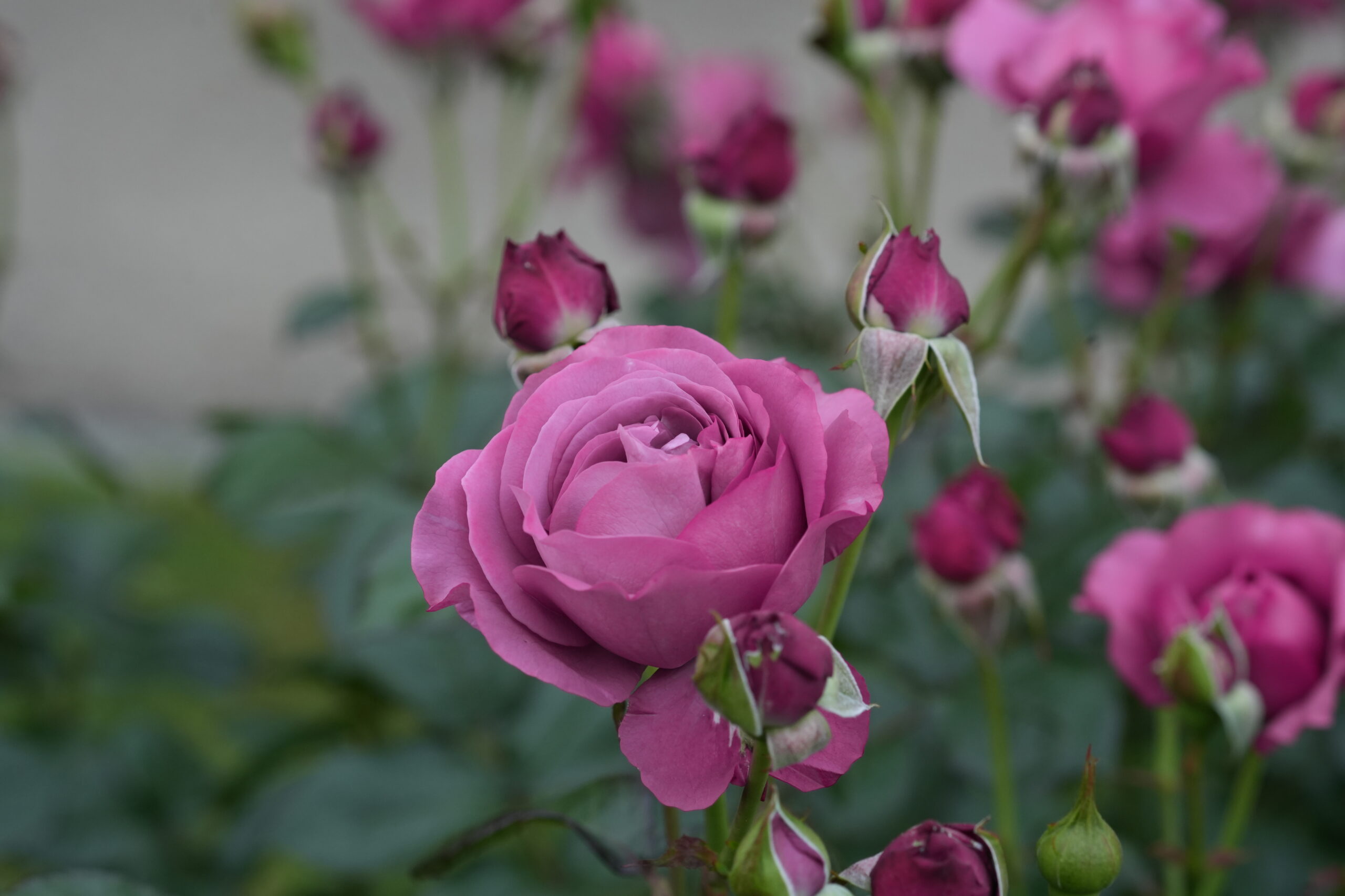 DSC05614.jpg