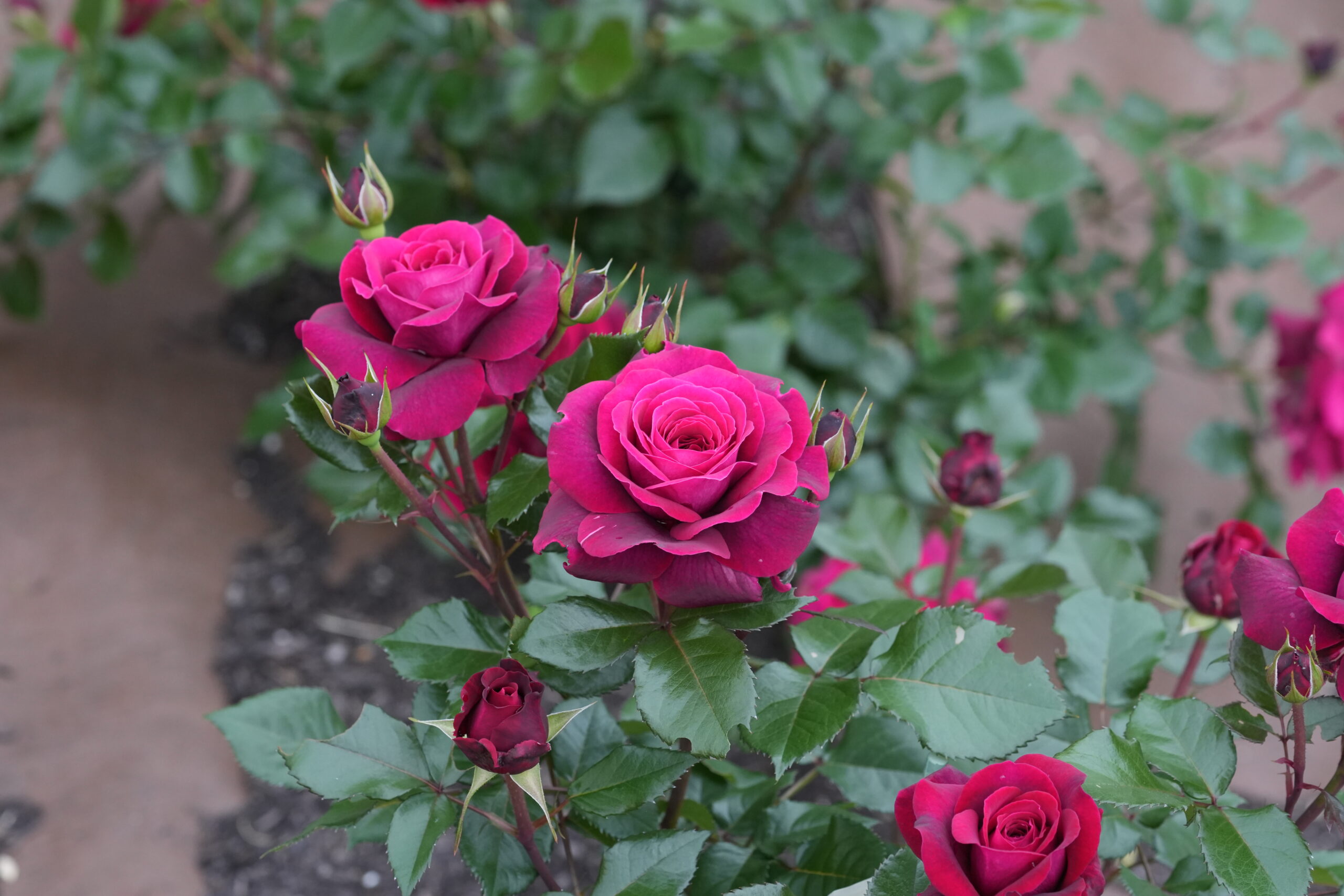 DSC05641.jpg