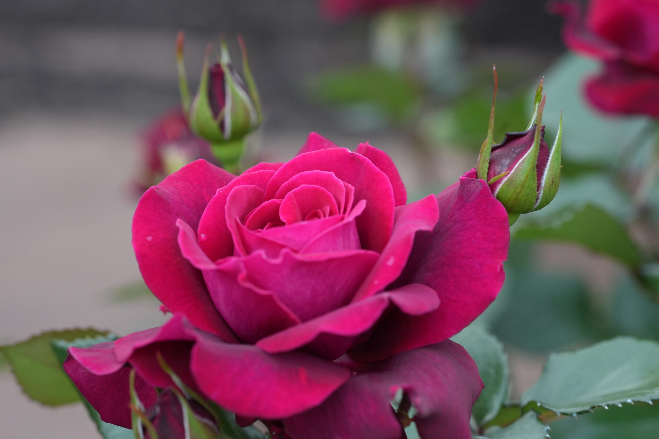 DSC05647.jpg
