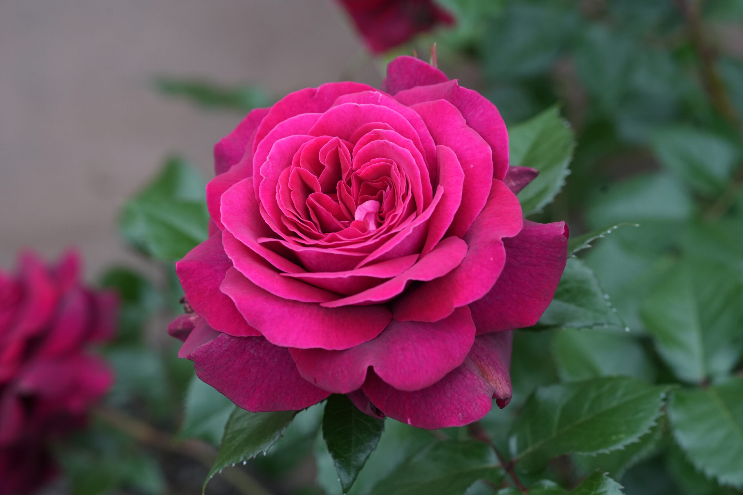 DSC05652.jpg