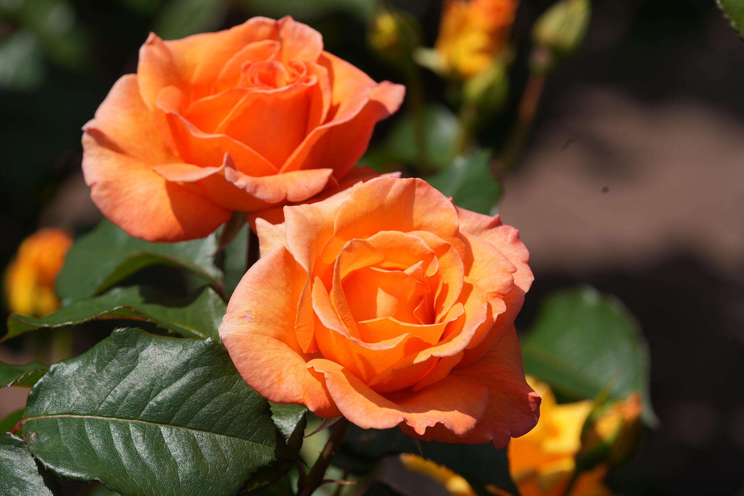 DSC06410.jpg