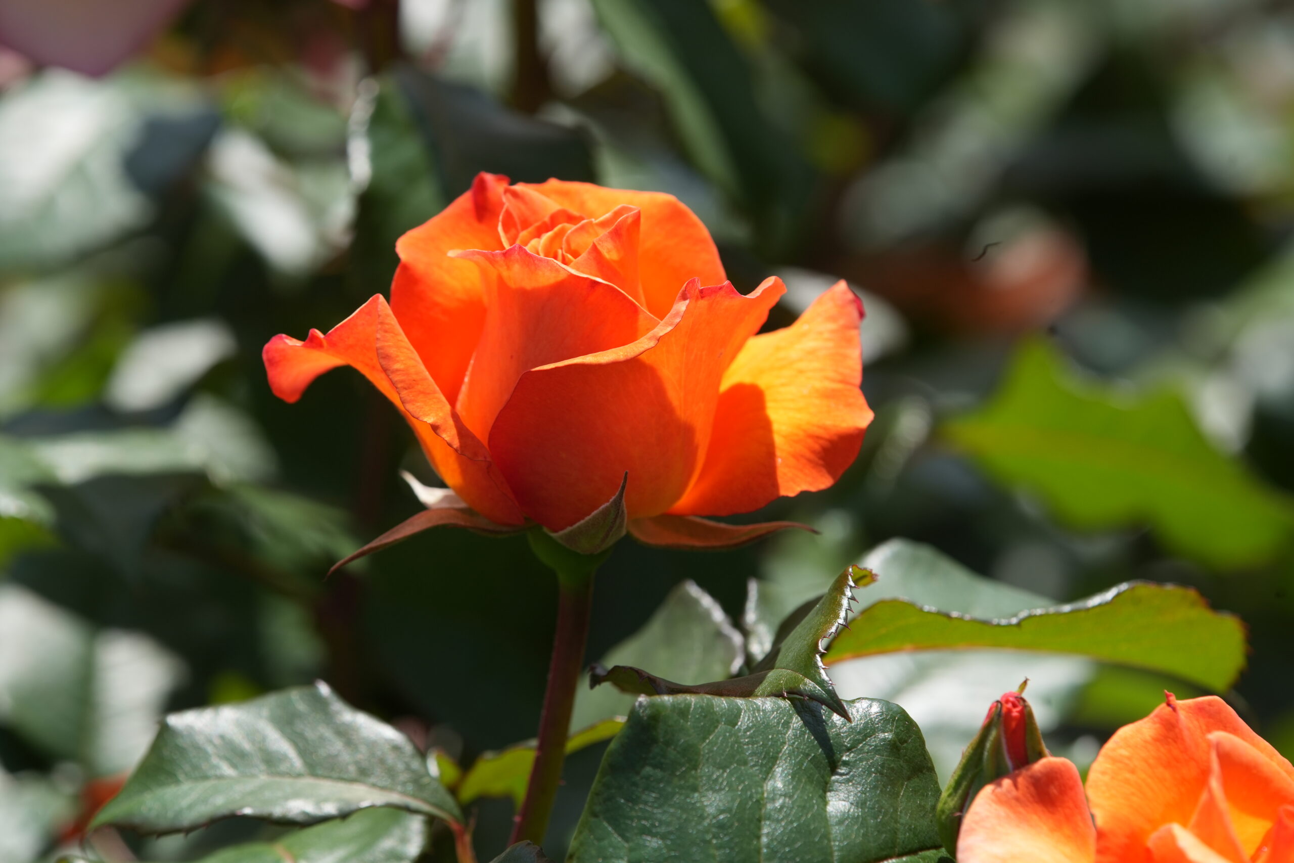 DSC06412.jpg