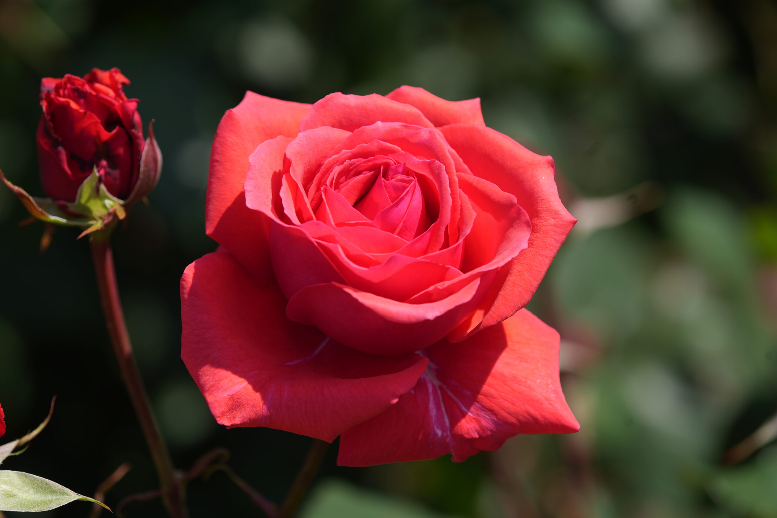 DSC06499.jpg