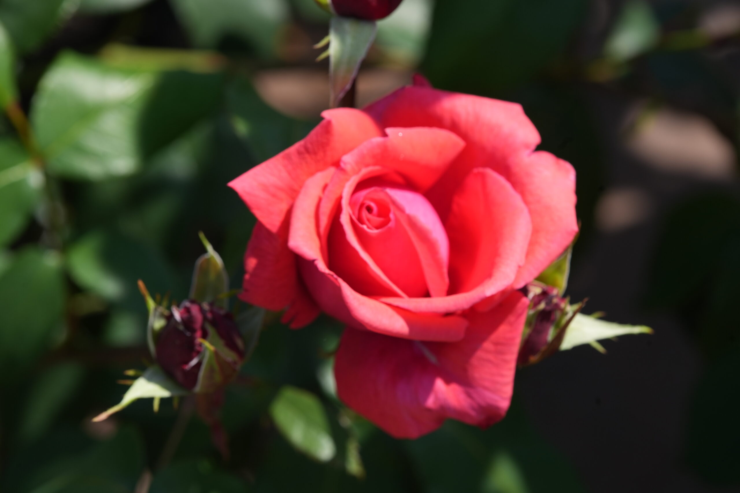 DSC06502.jpg