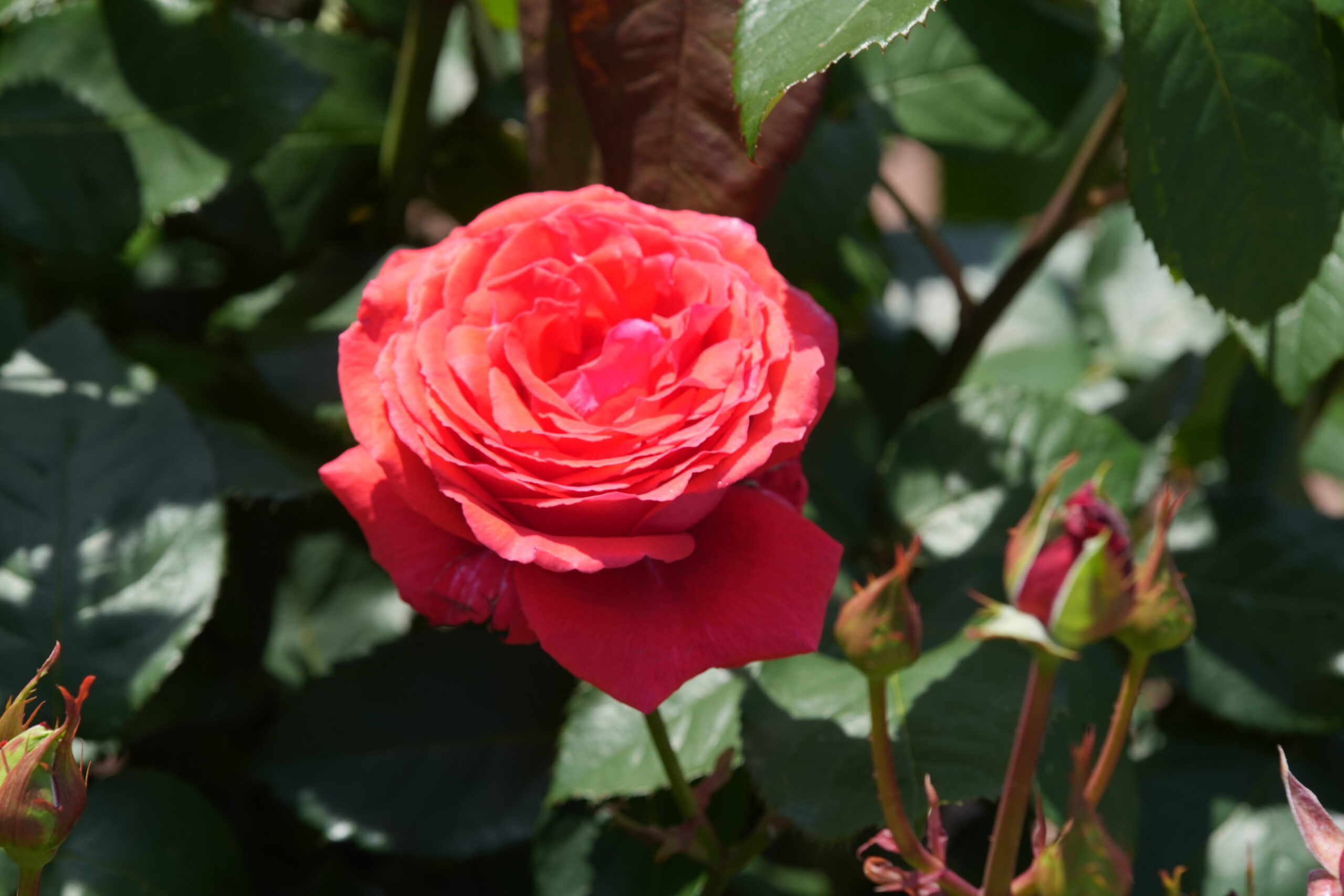 DSC06504.jpg