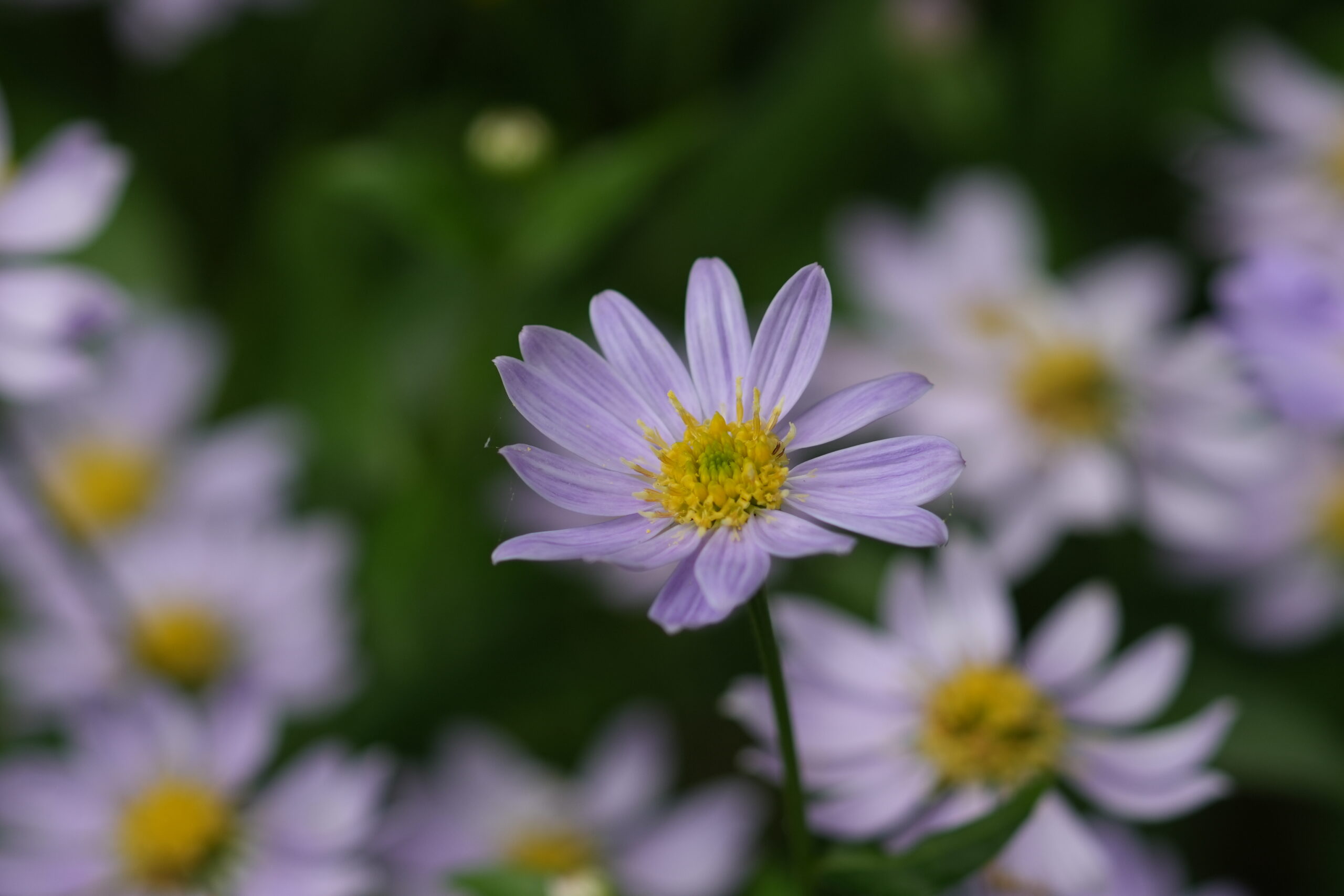 DSC06648.jpg