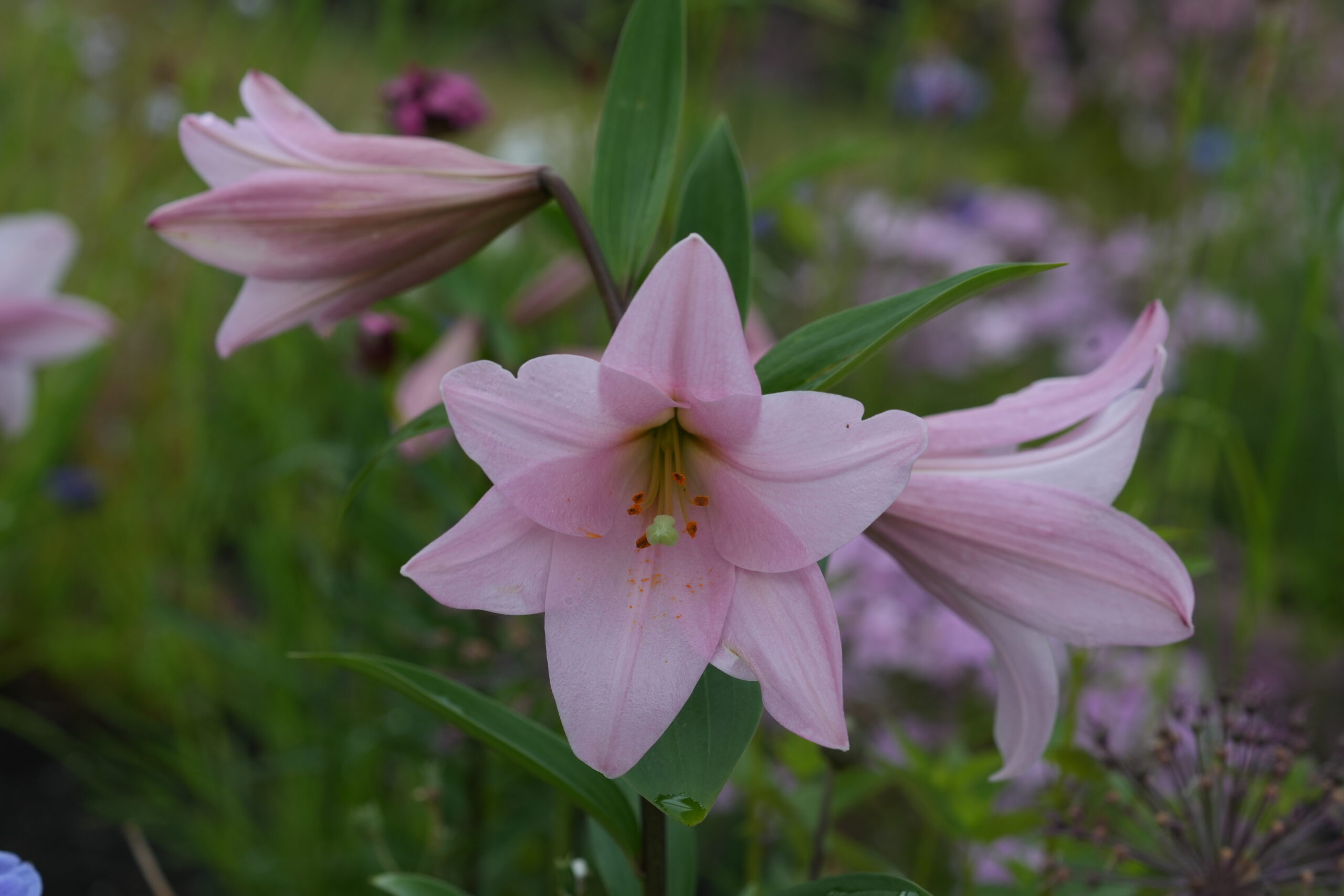 DSC07035.jpg