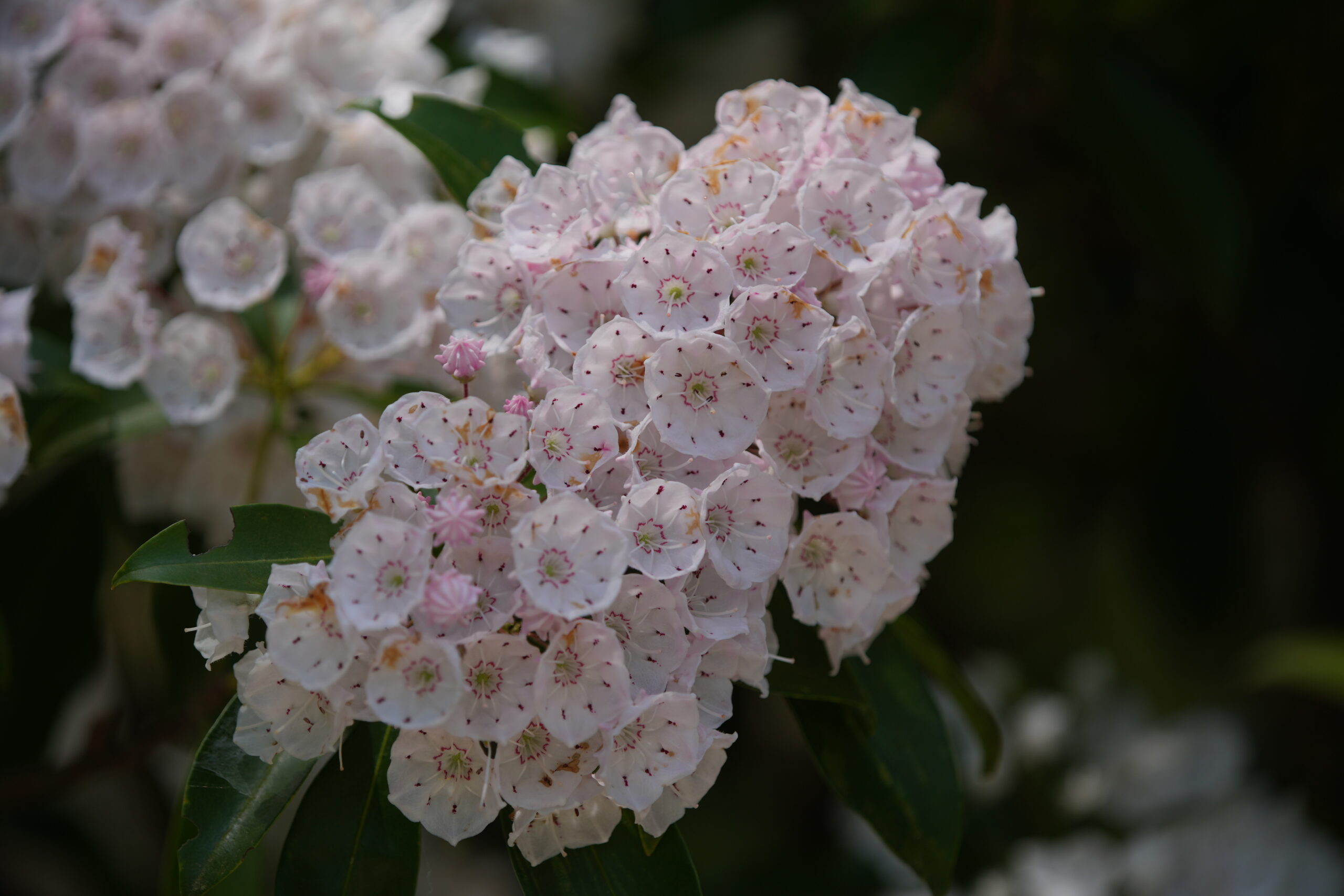 DSC07146.jpg