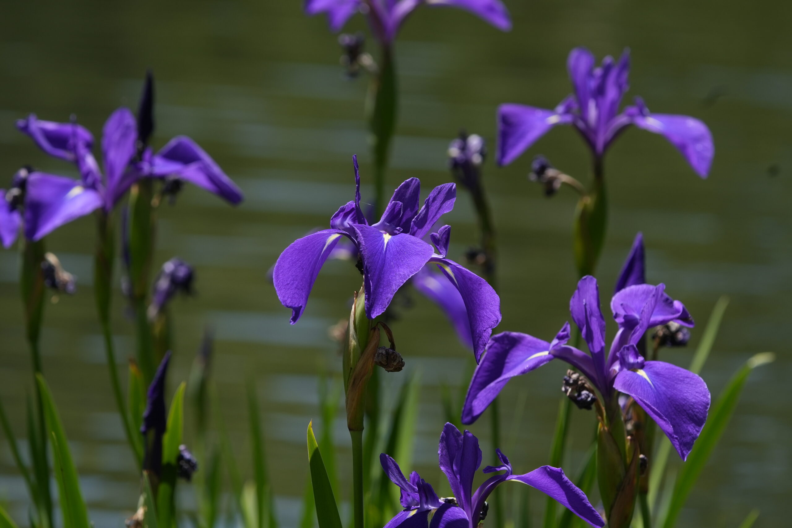 DSC07214.jpg