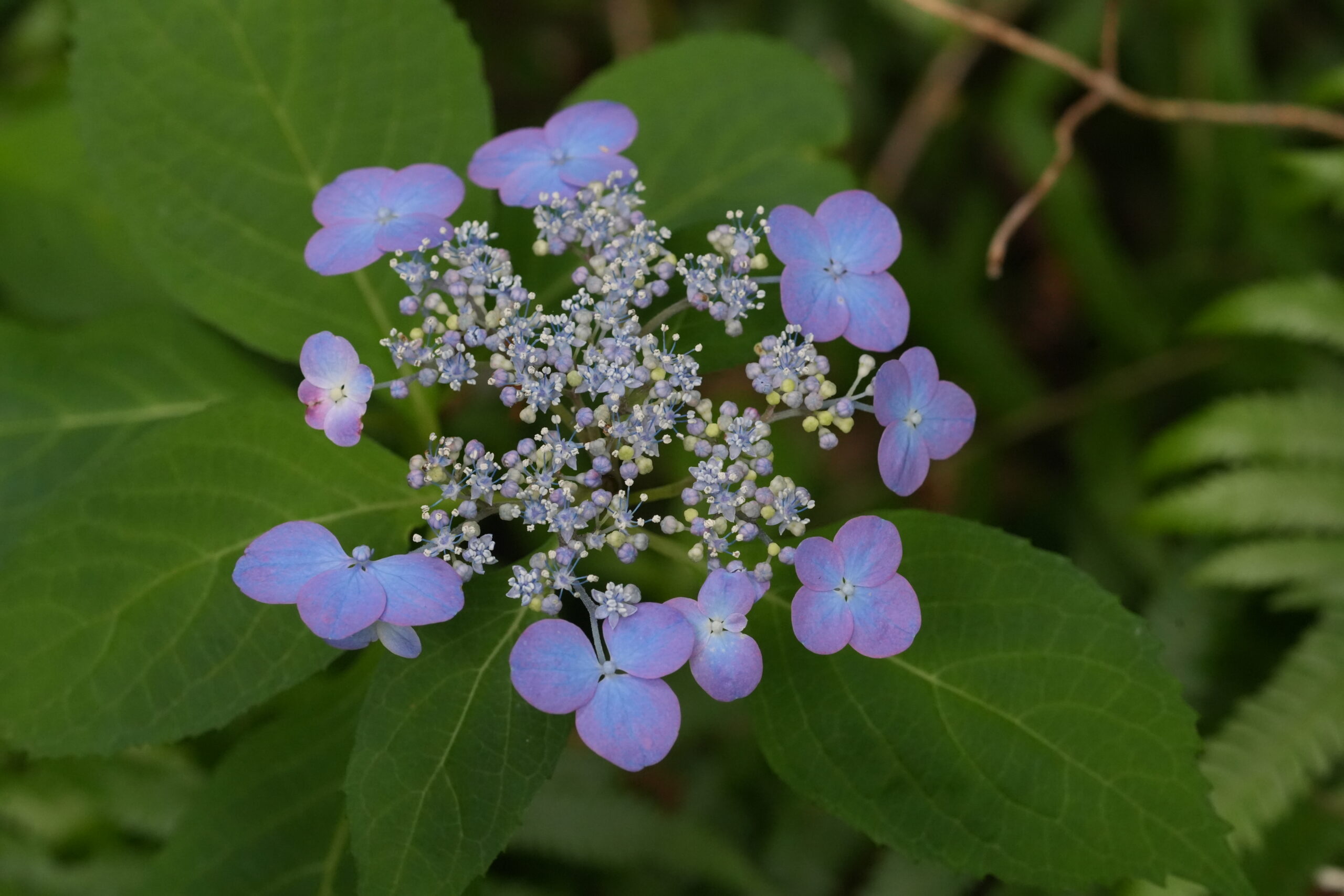 DSC07441.jpg