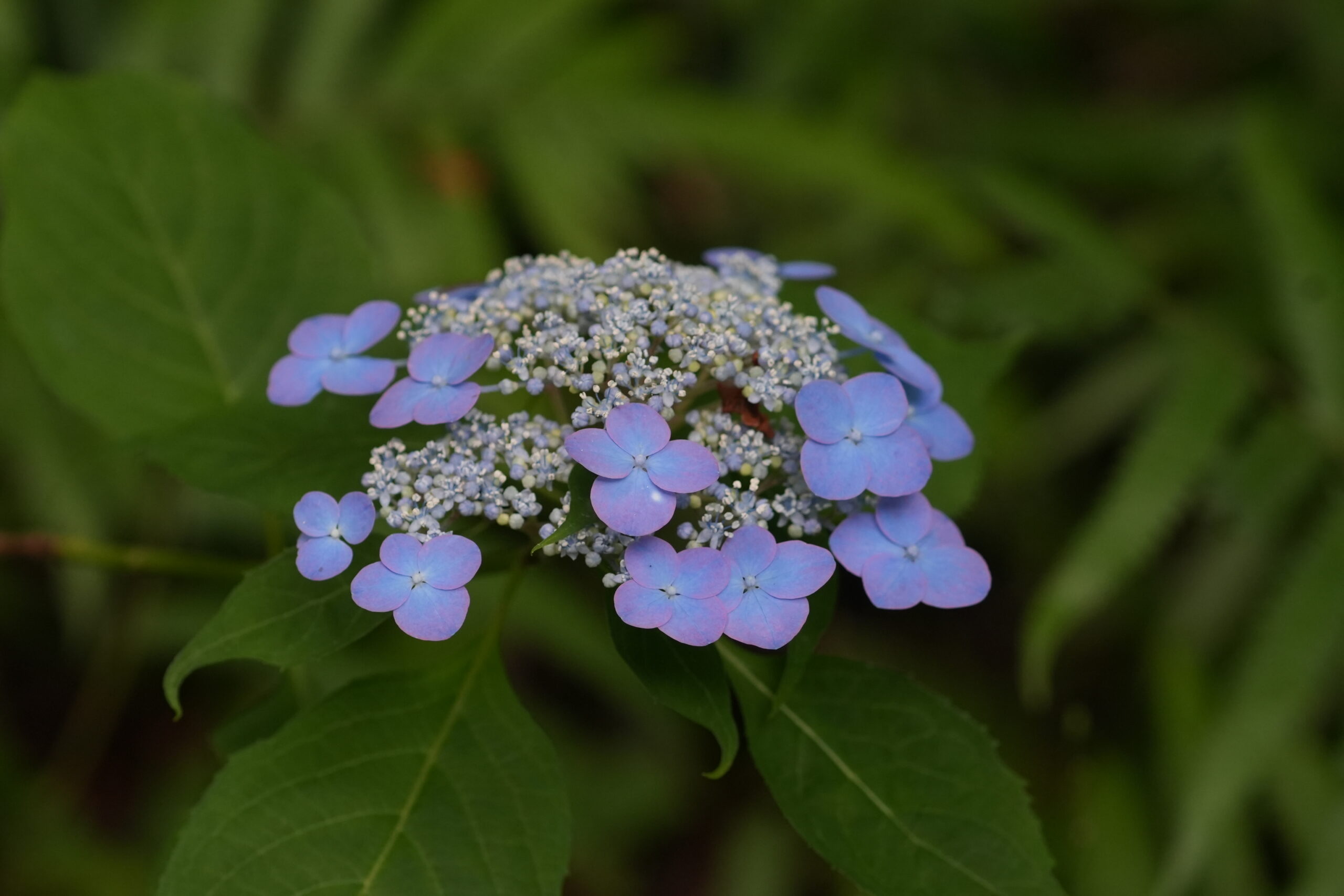 DSC07444.jpg