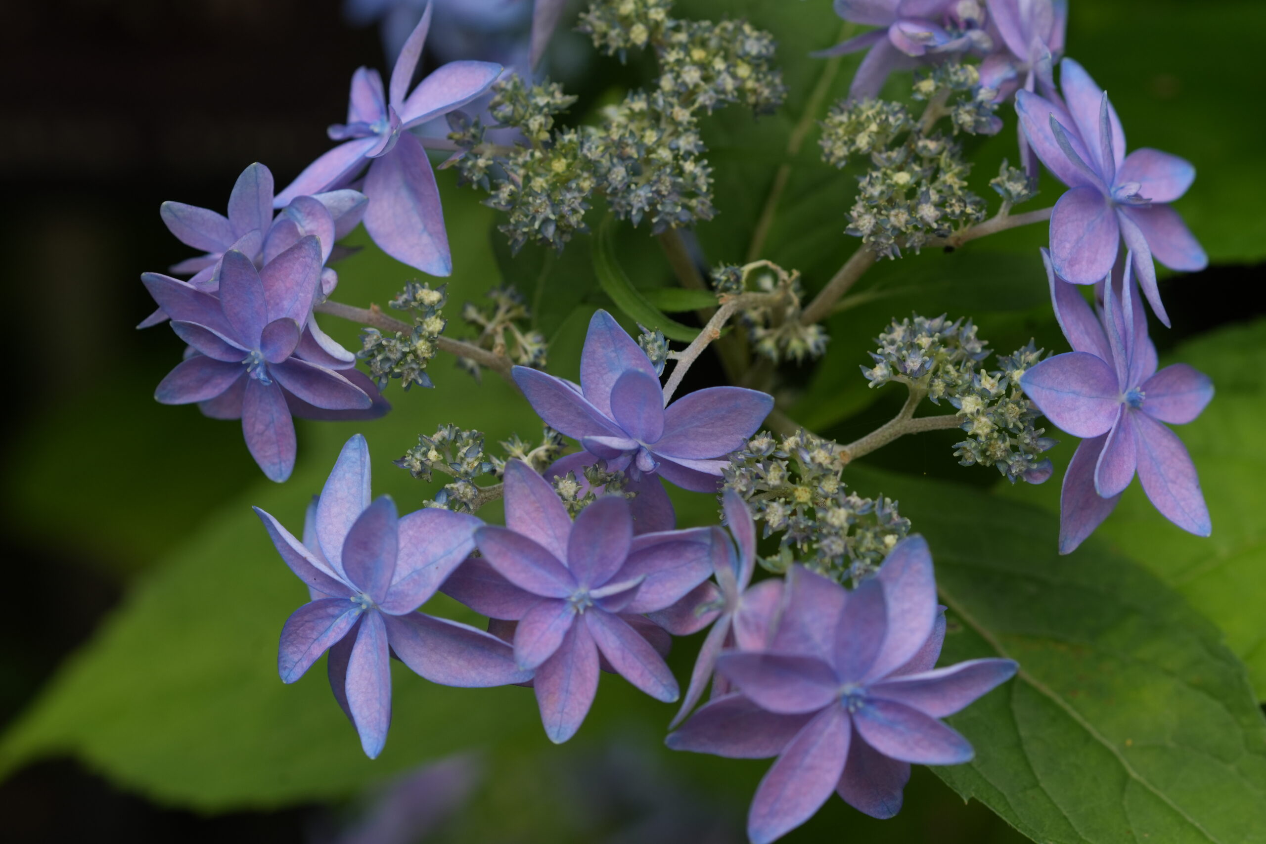 DSC07516.jpg