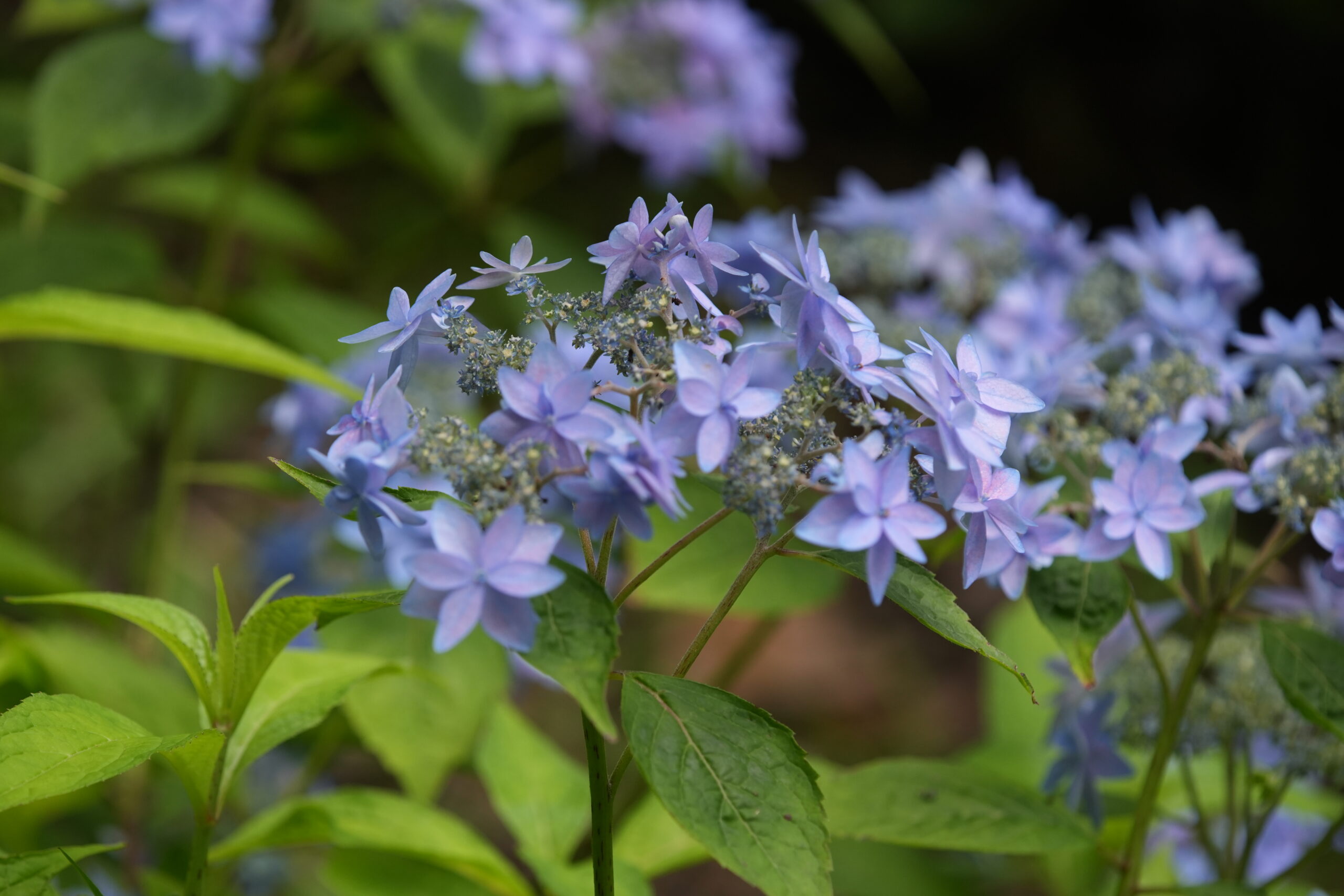 DSC07586.jpg