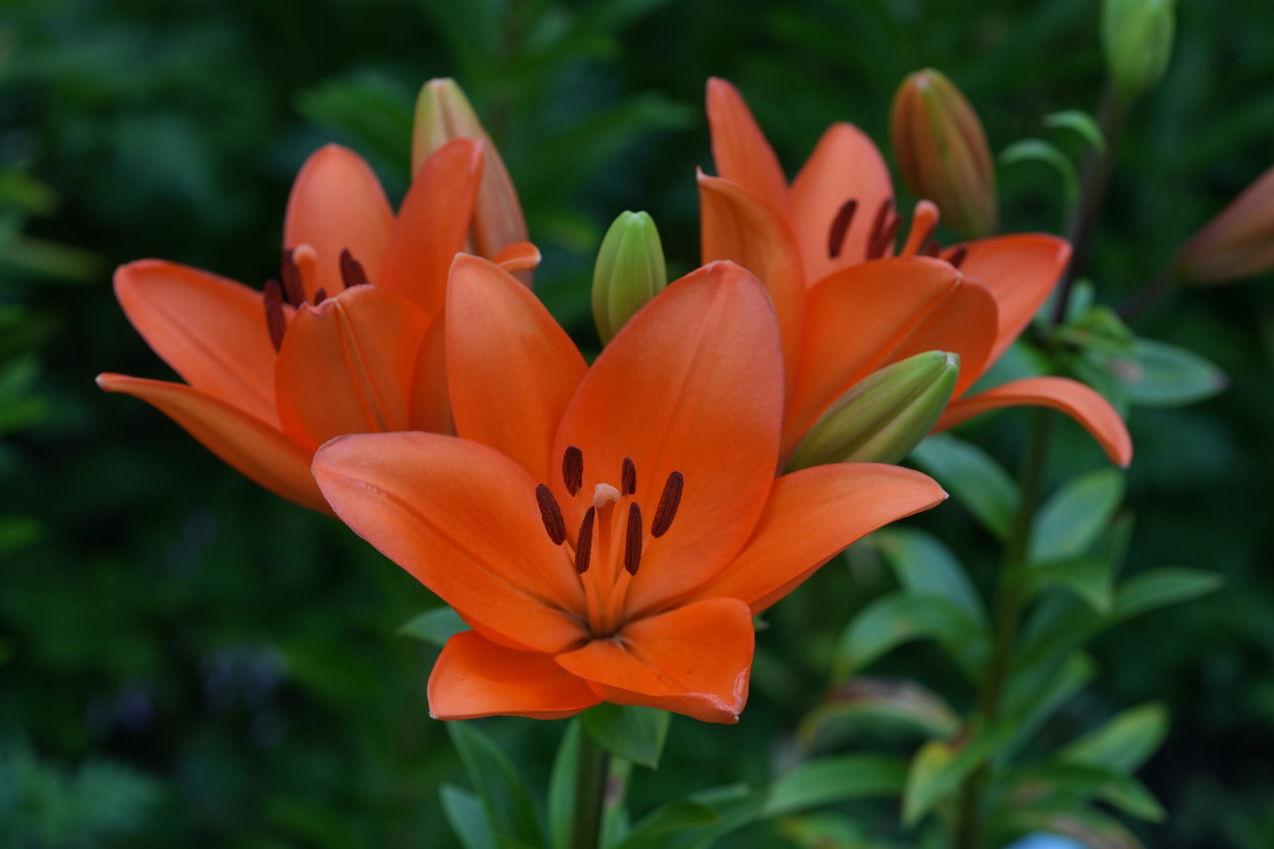 DSC07650.jpg