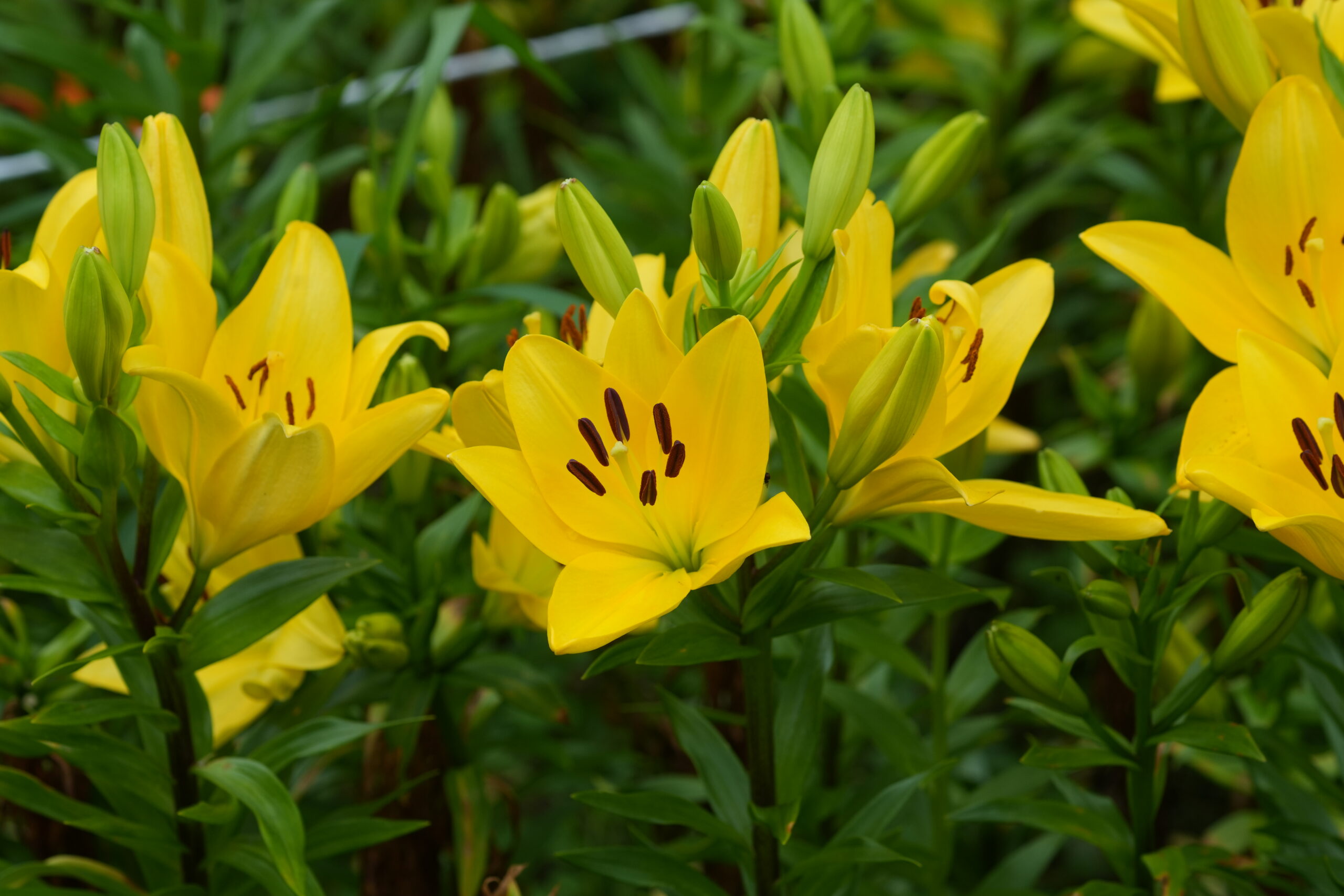 DSC07676.jpg