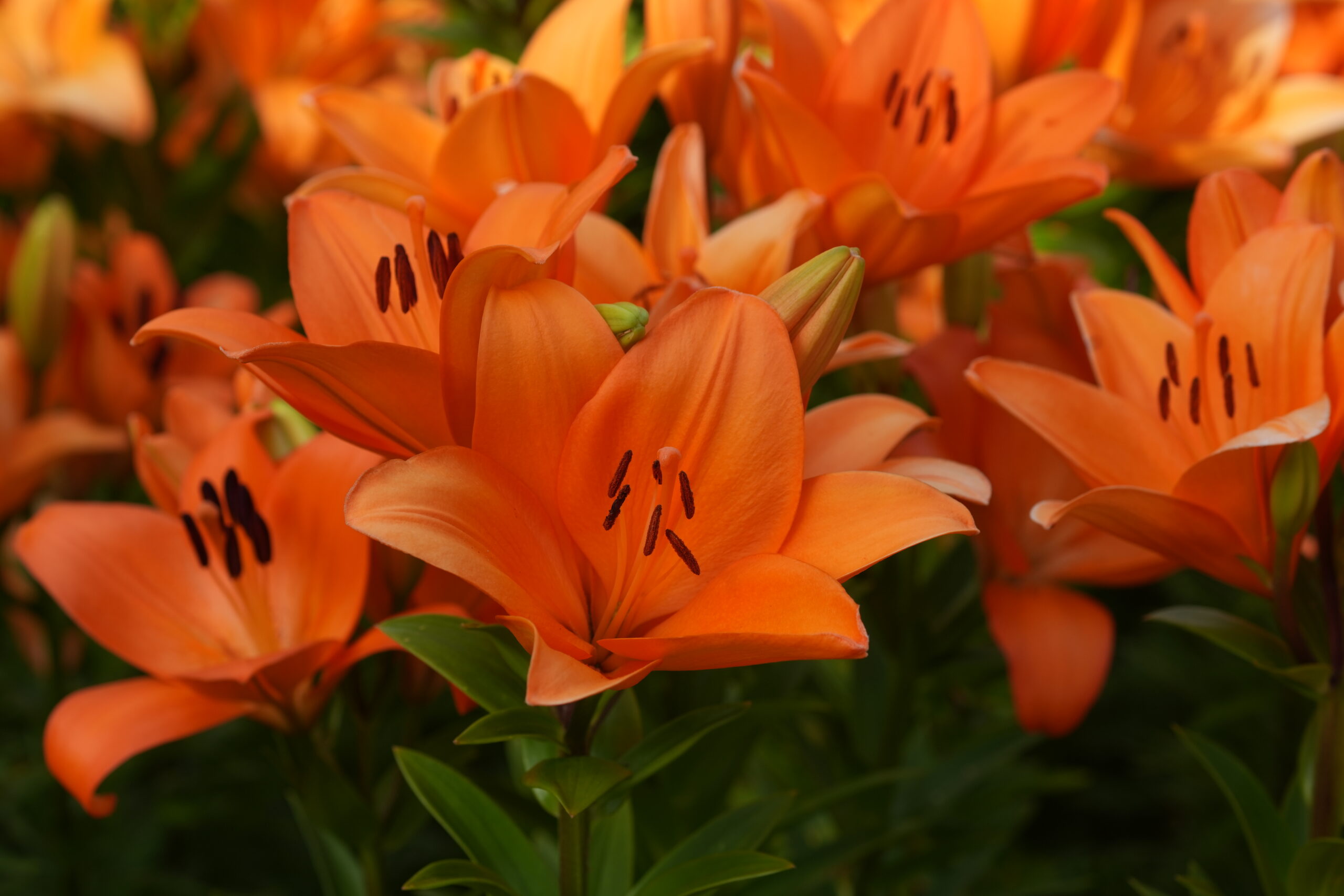 DSC07973.jpg