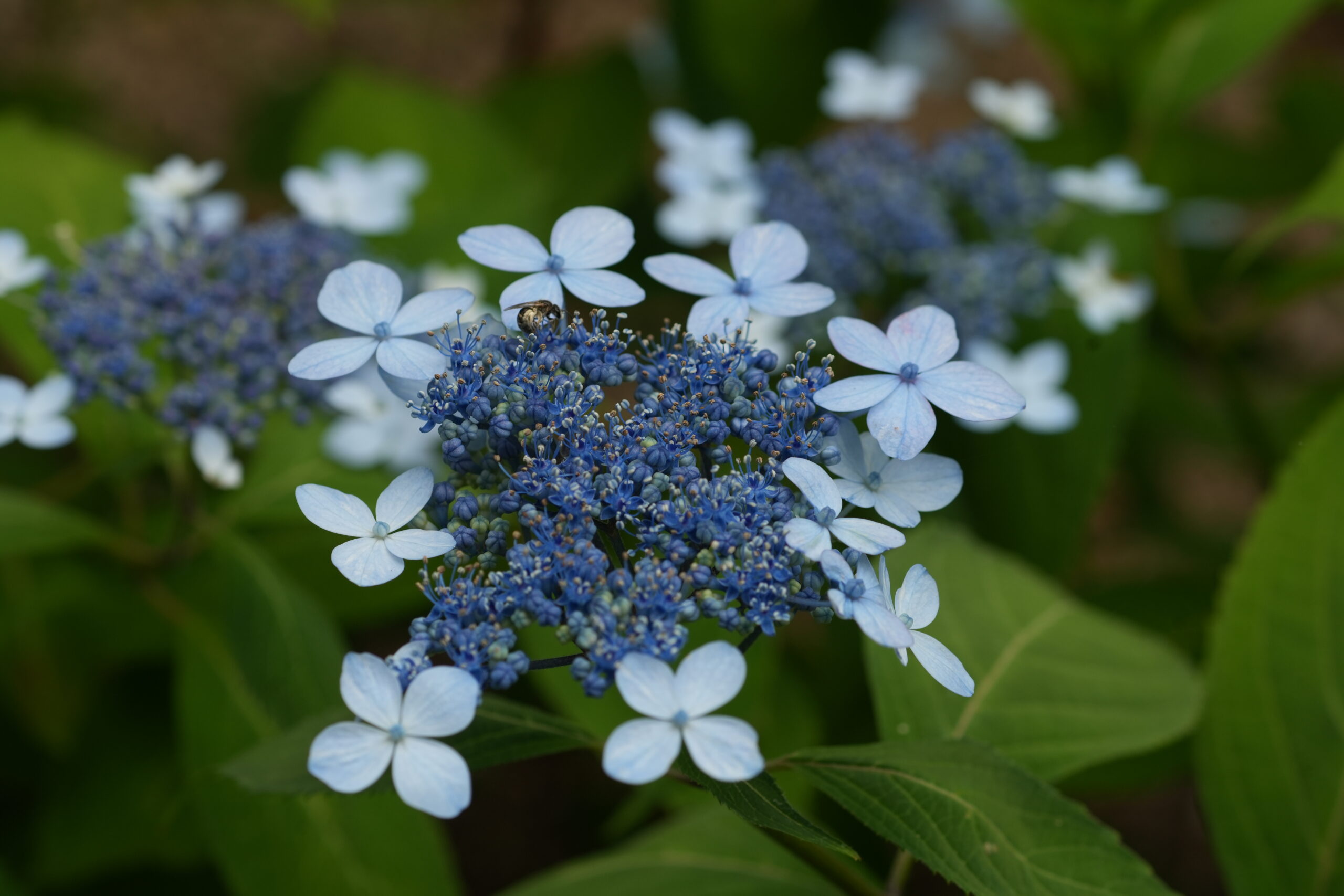 DSC08261.jpg
