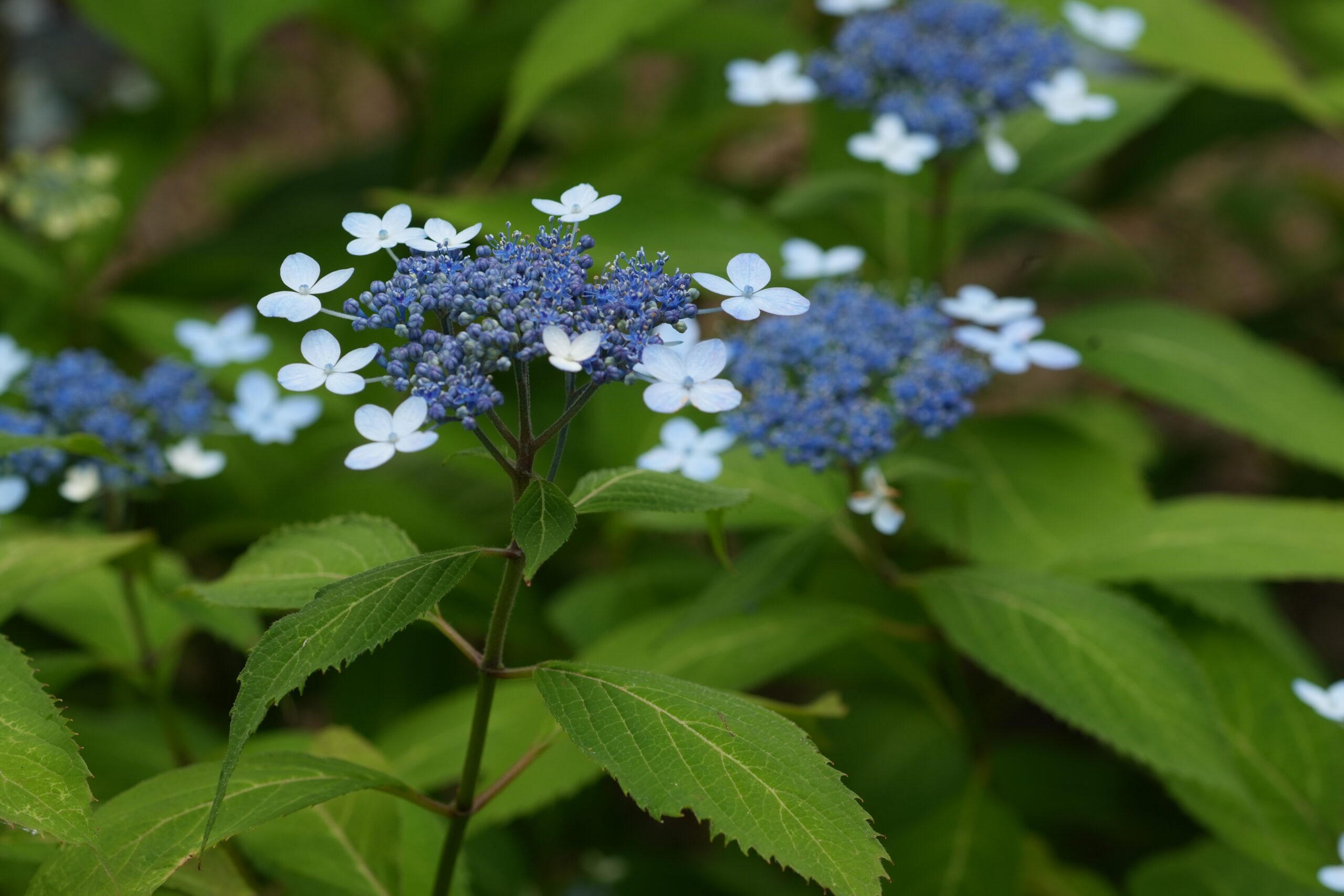 DSC08263.jpg