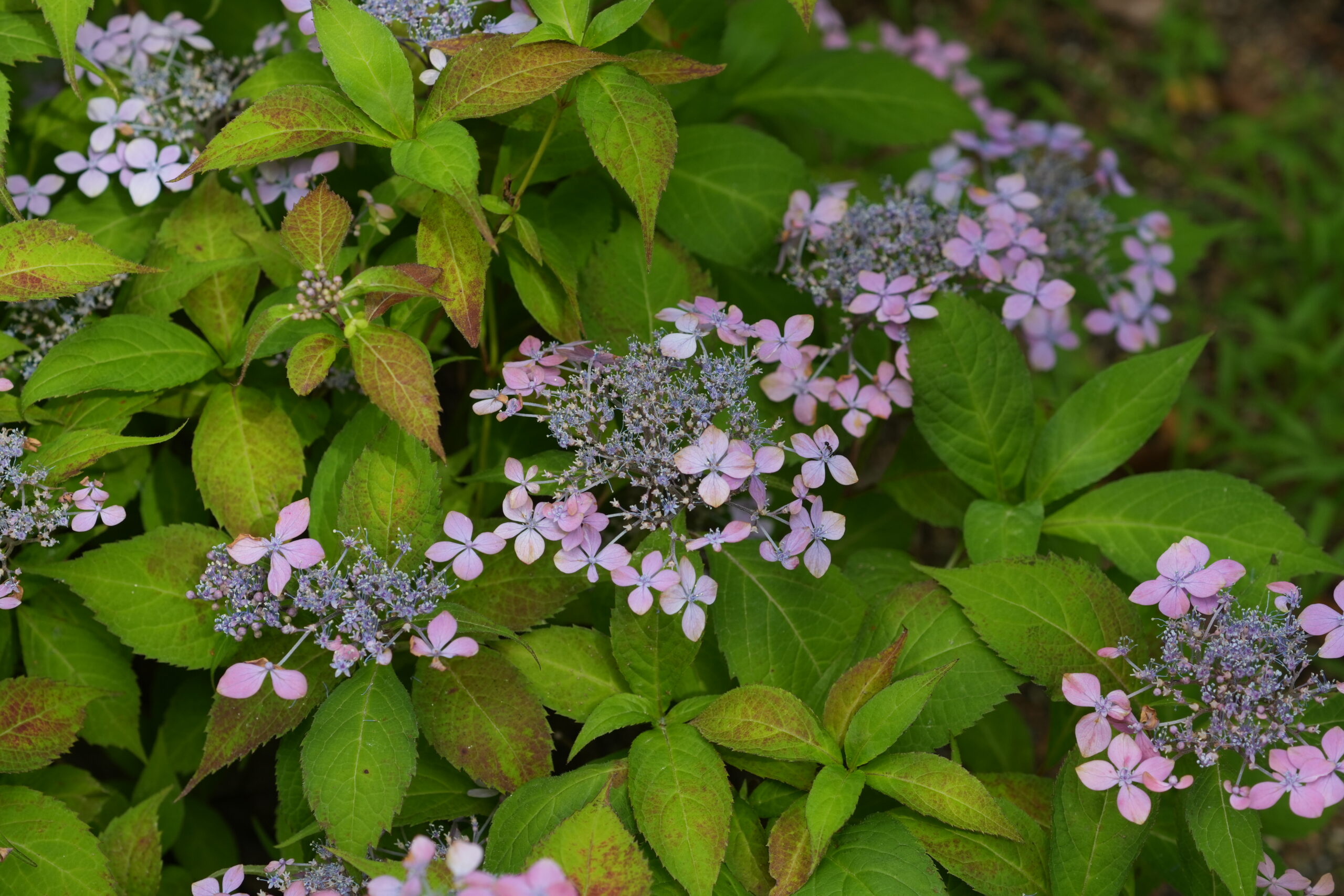DSC08269.jpg