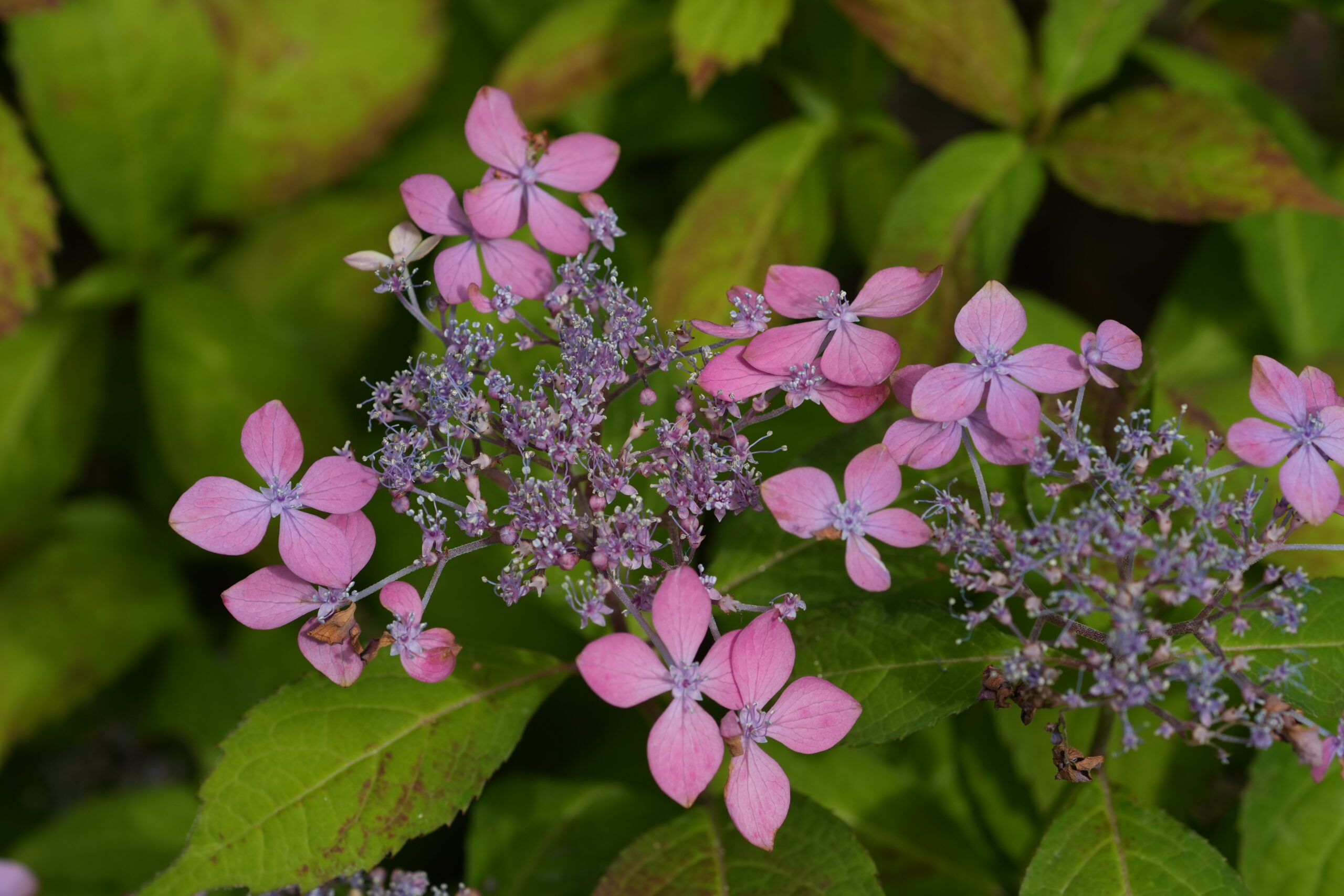 DSC08270.jpg