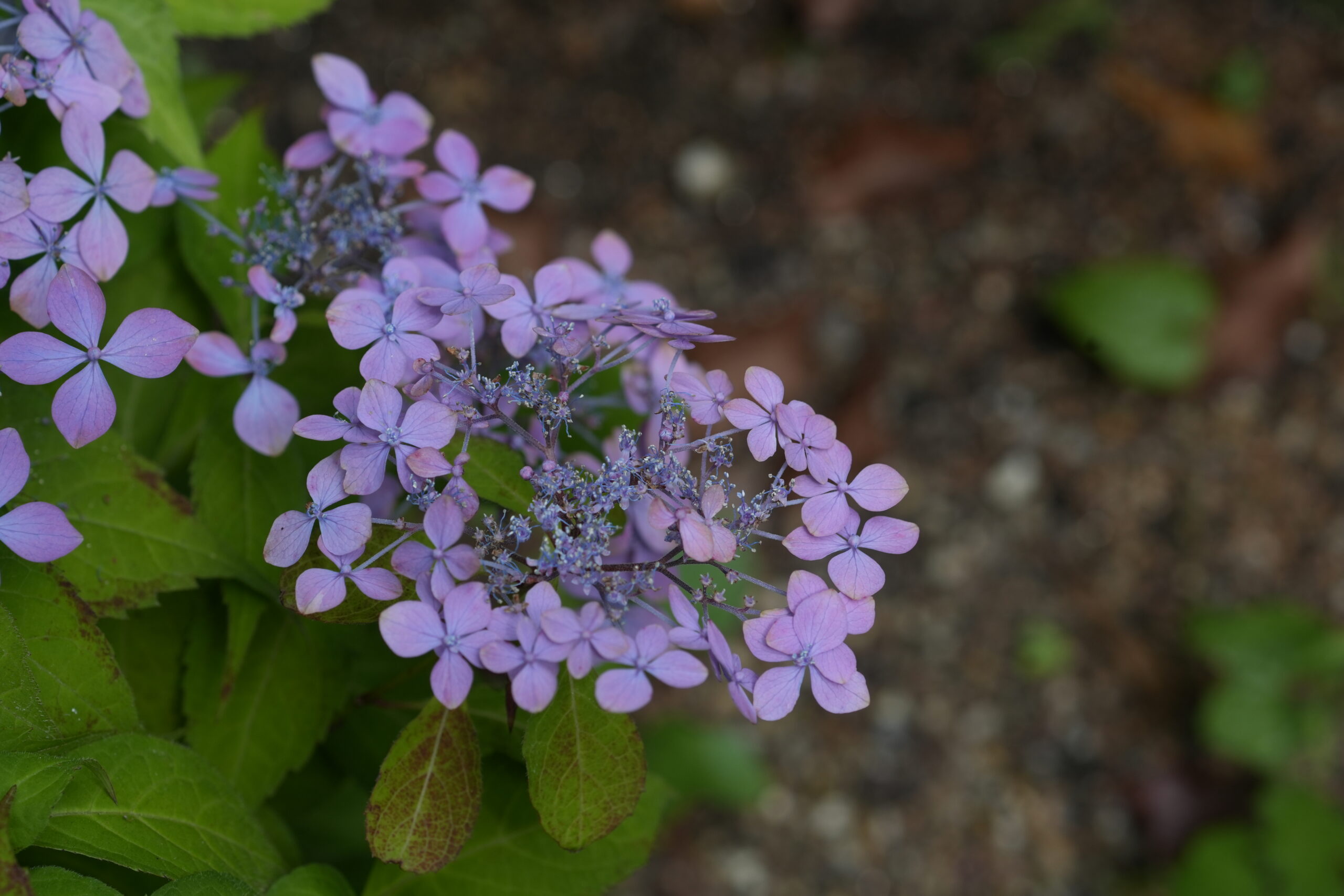 DSC08274.jpg