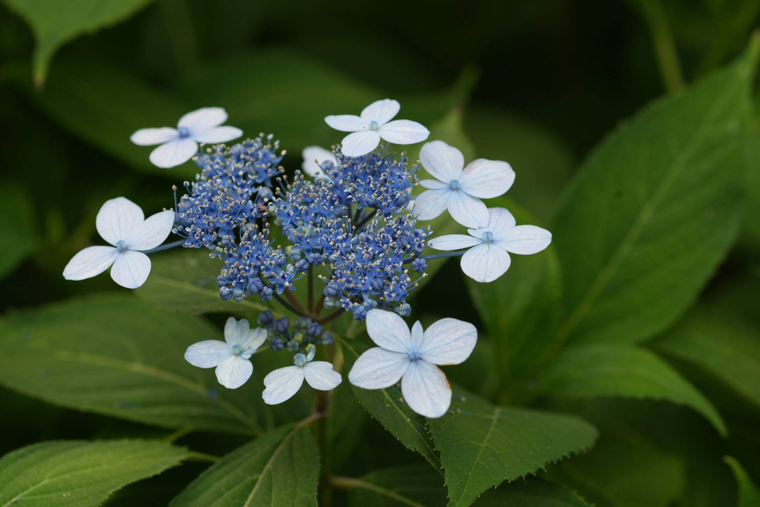 DSC08277.jpg