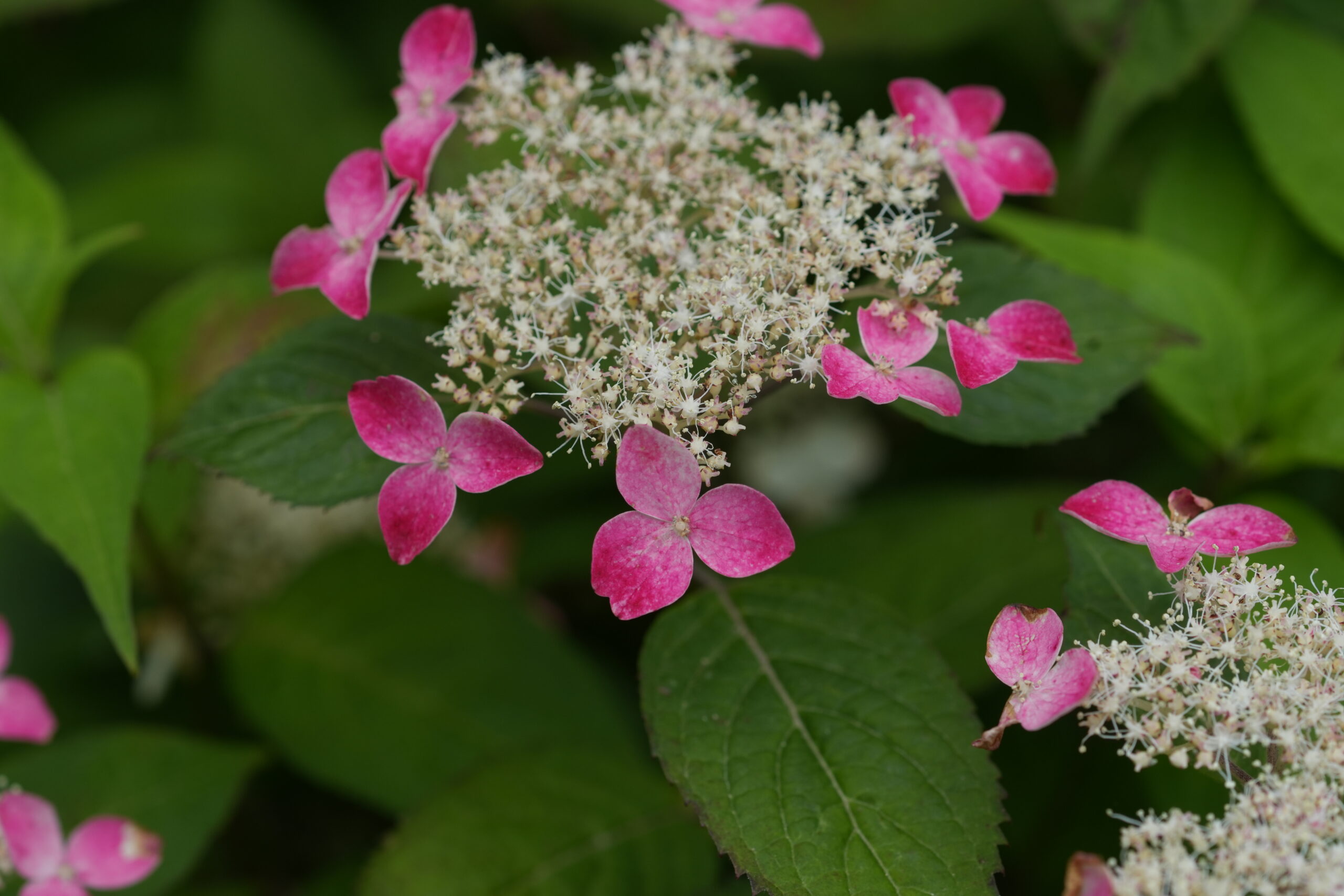 DSC08284.jpg