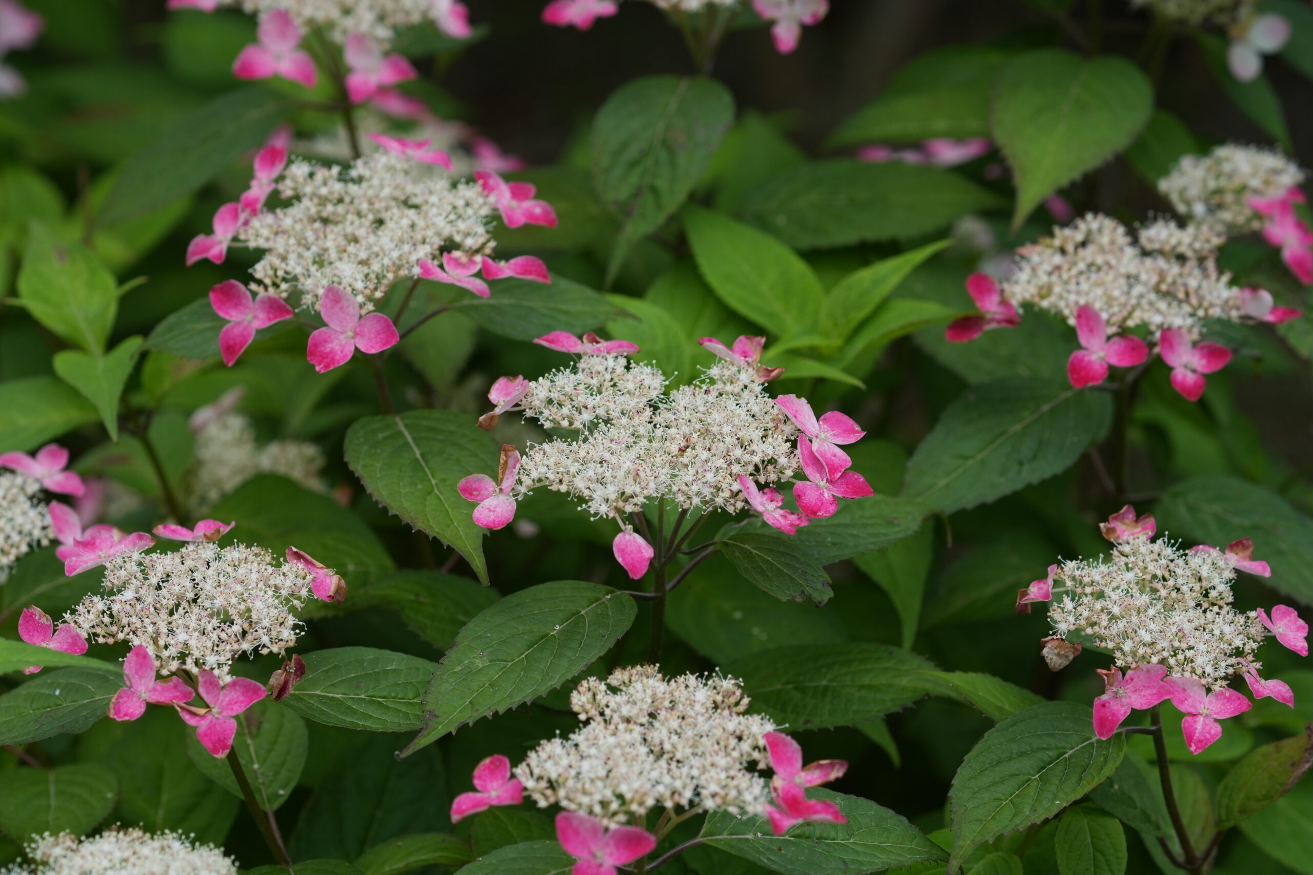 DSC08288.jpg