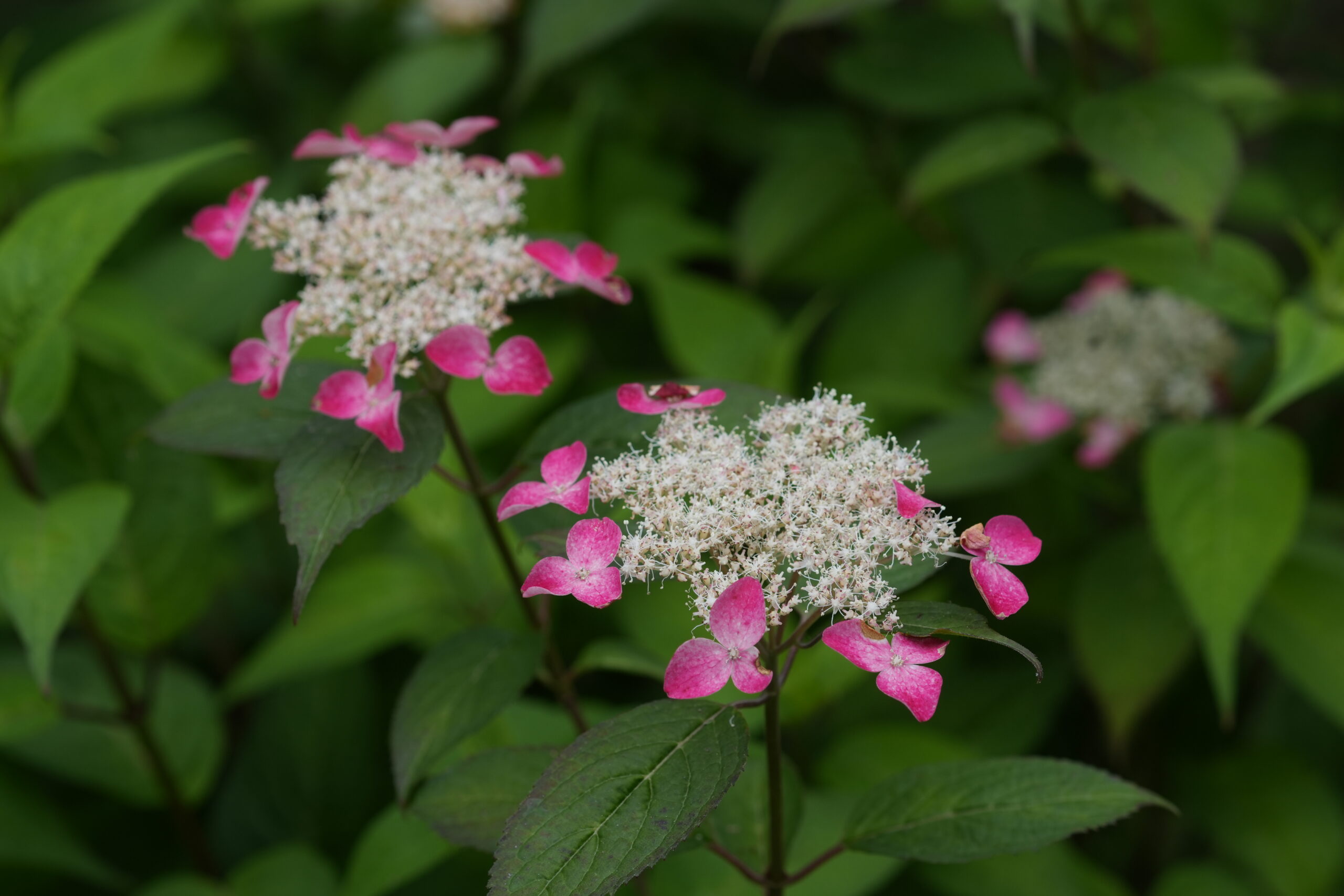 DSC08291.jpg