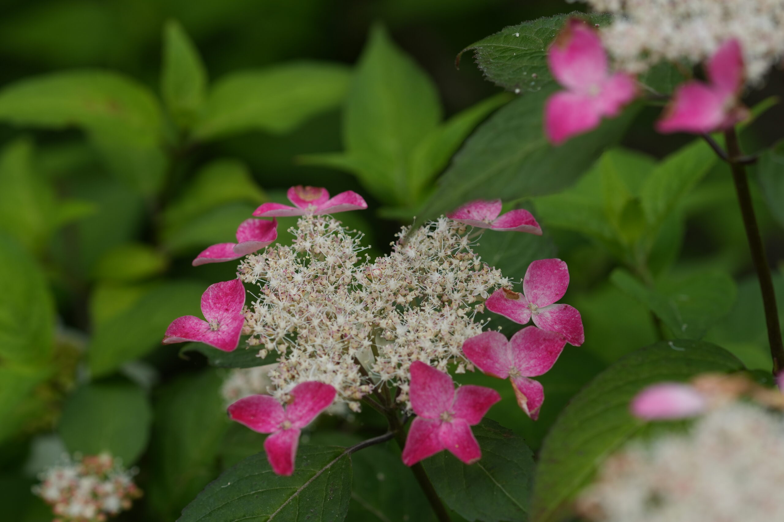 DSC08293.jpg