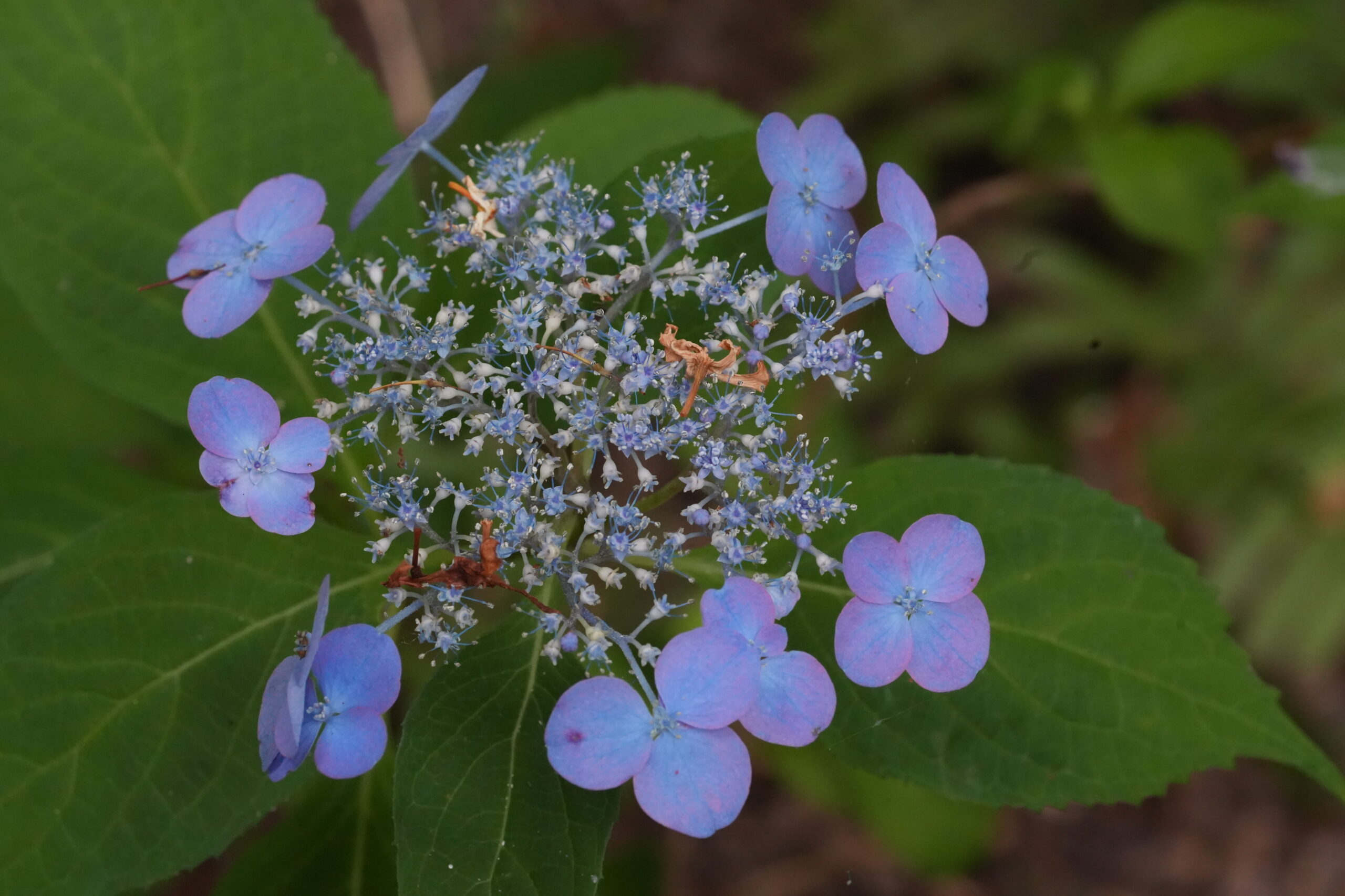DSC08429.jpg