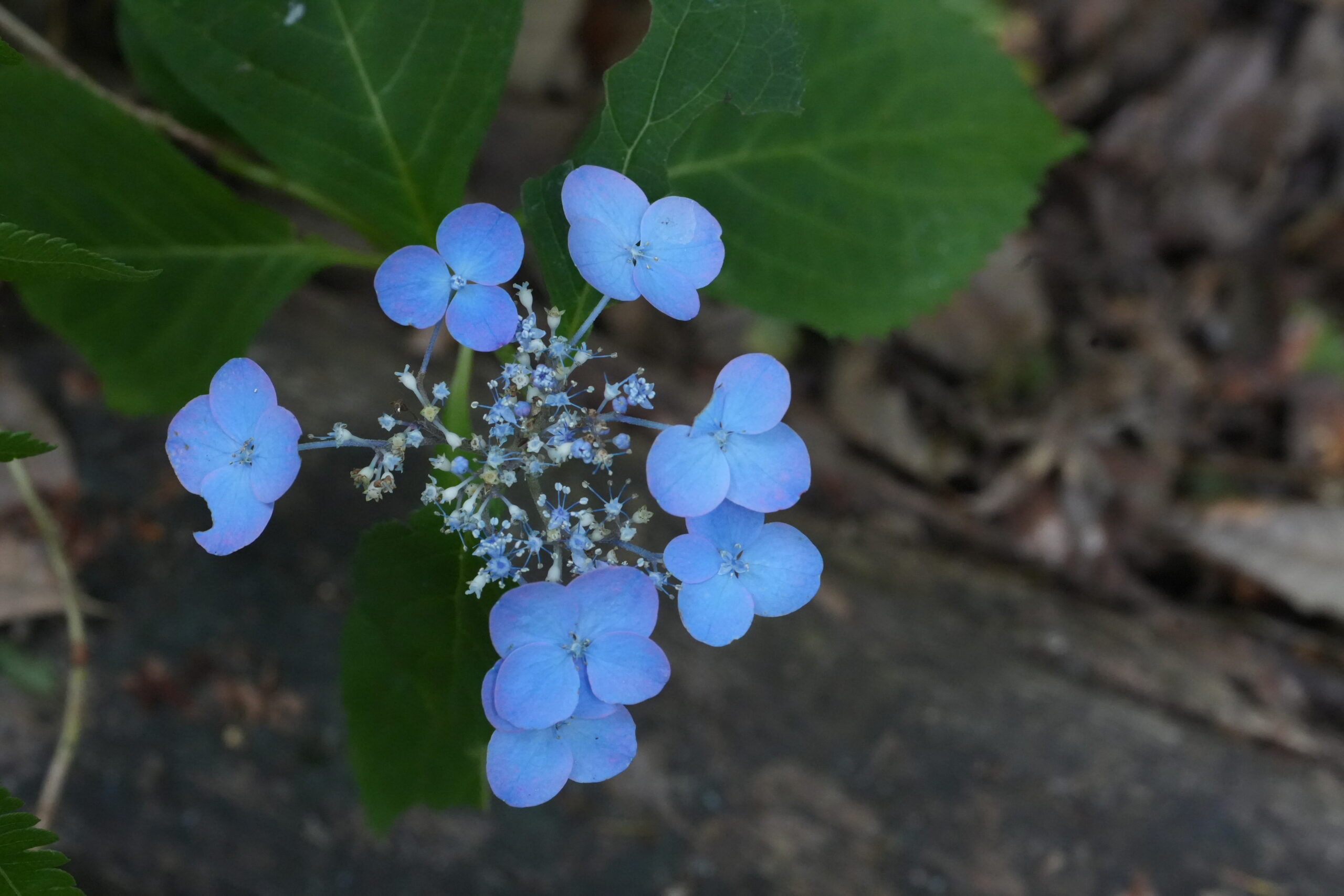 DSC08430.jpg