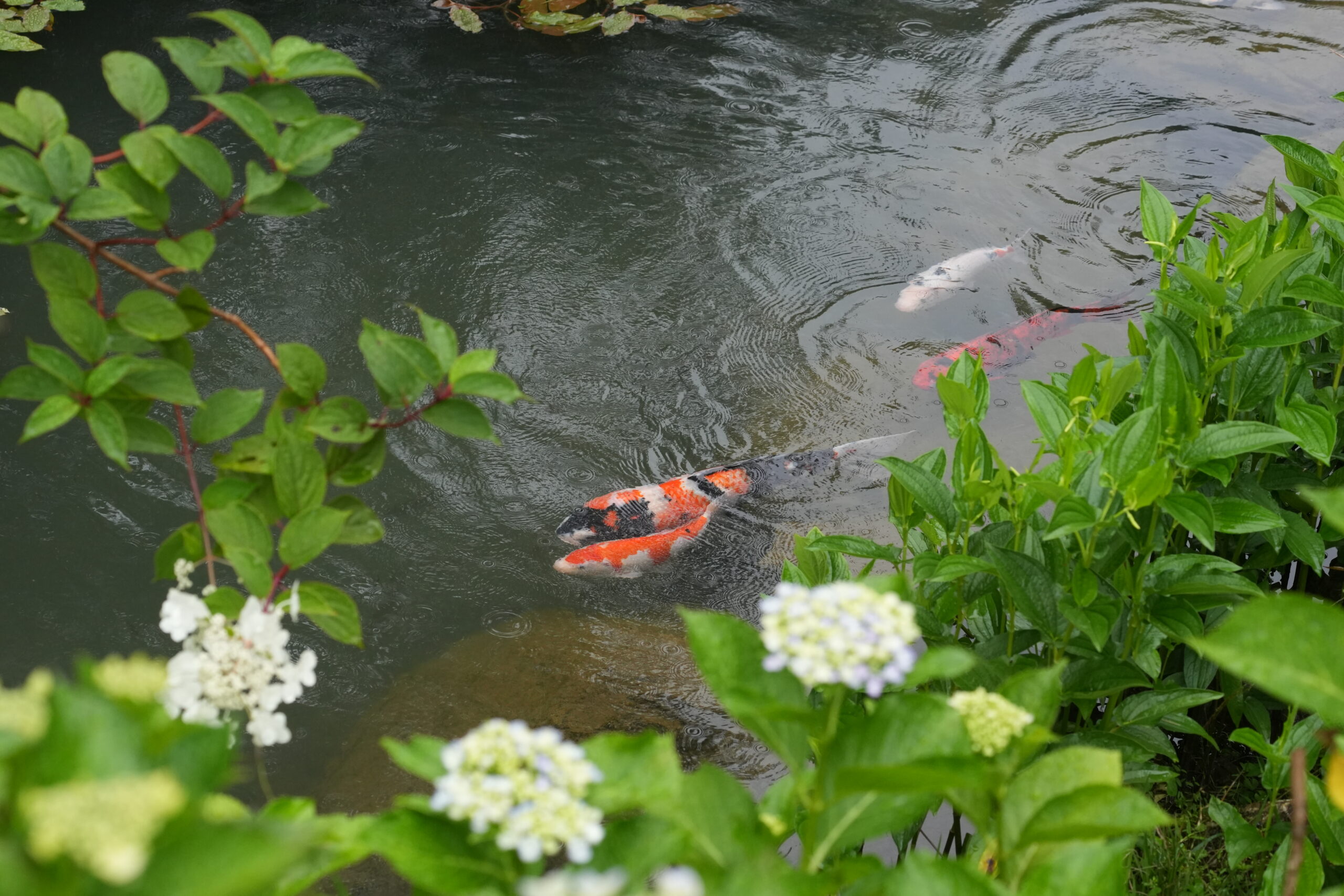 DSC08537.jpg