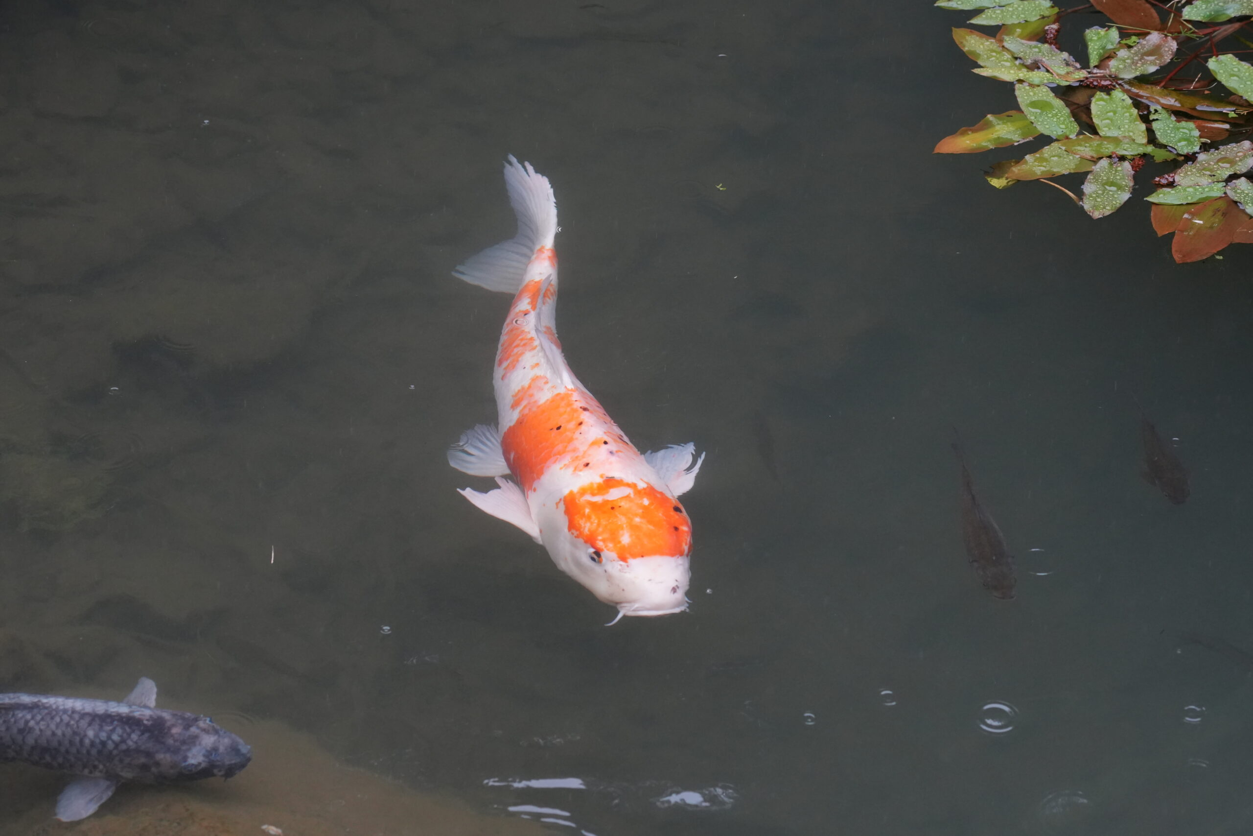 DSC08548.jpg