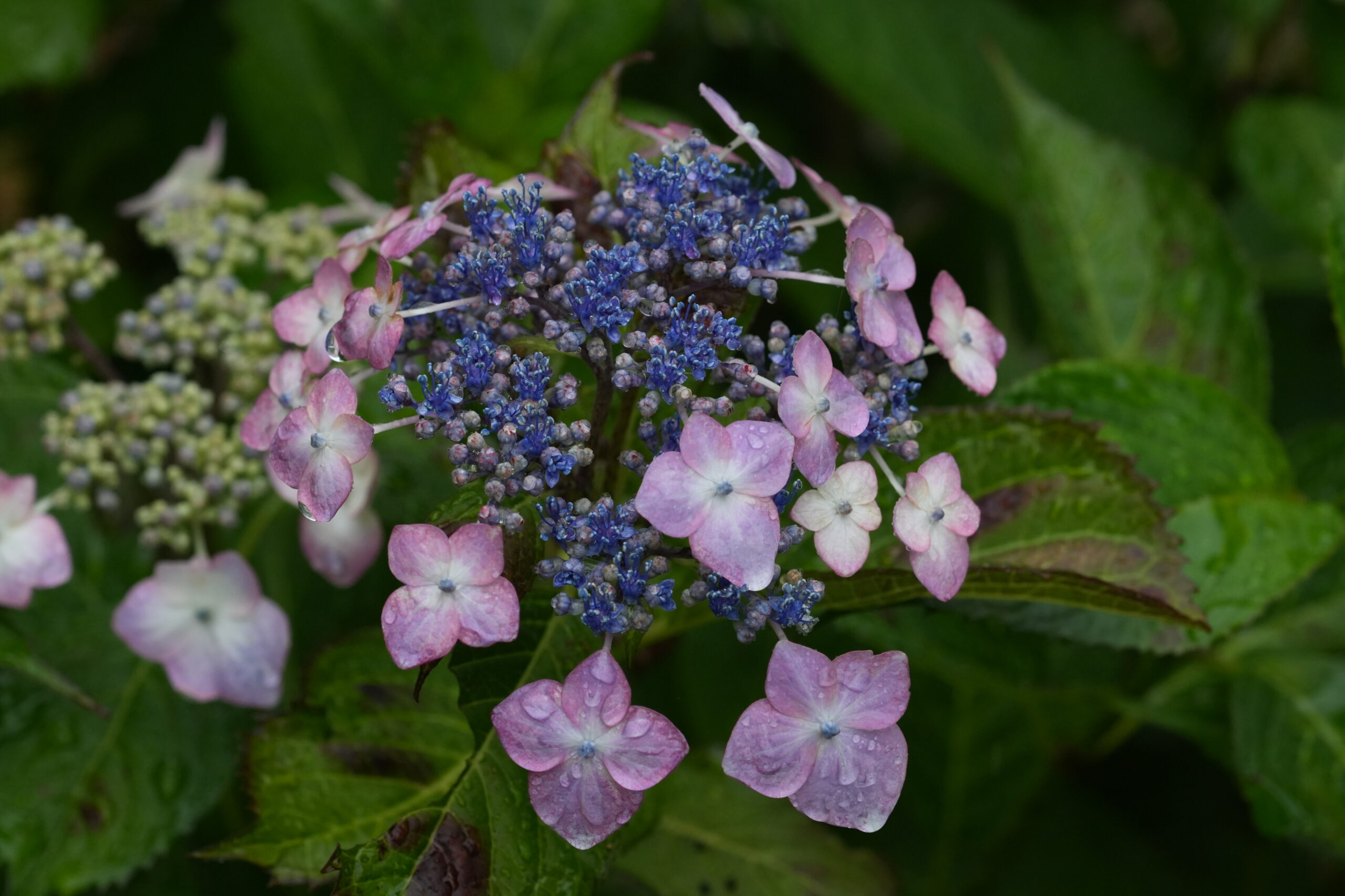DSC08552.jpg