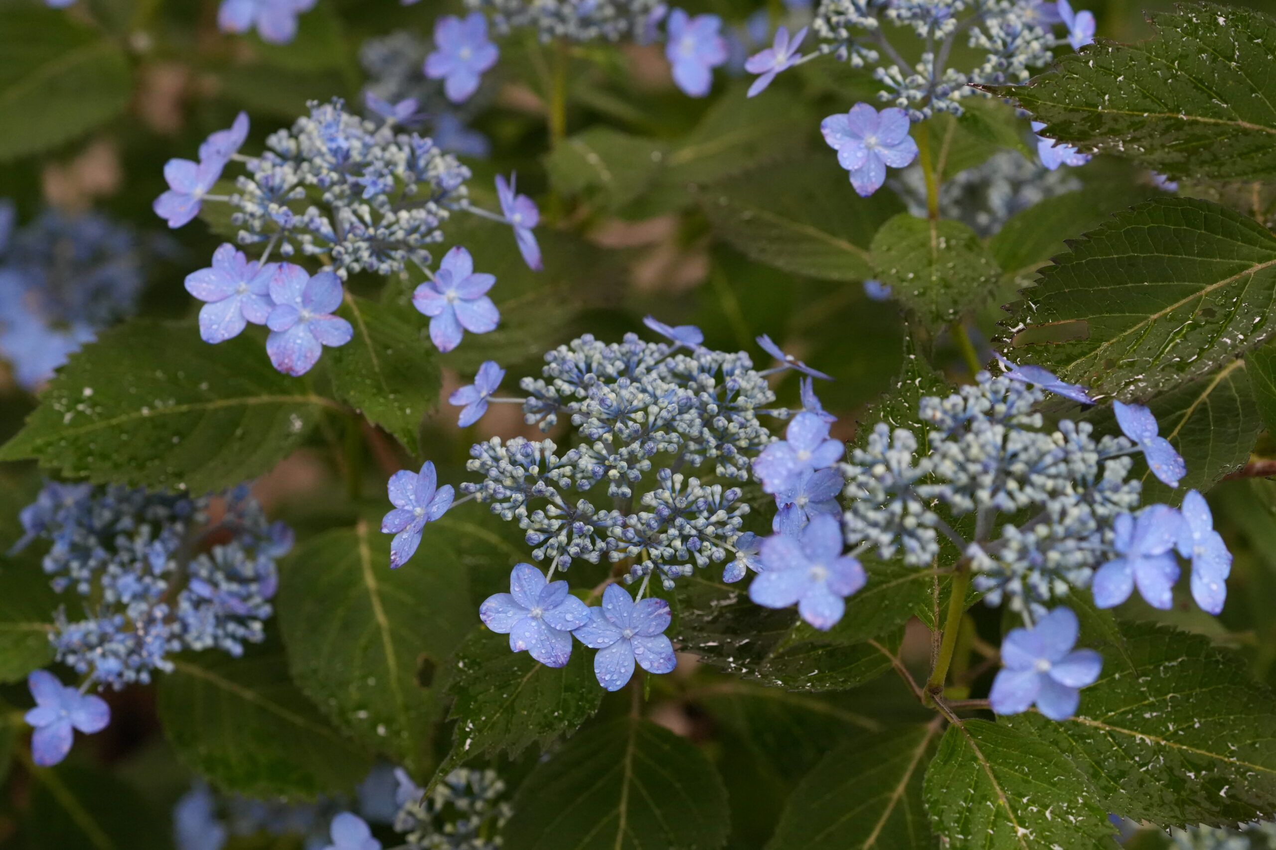 DSC08570.jpg