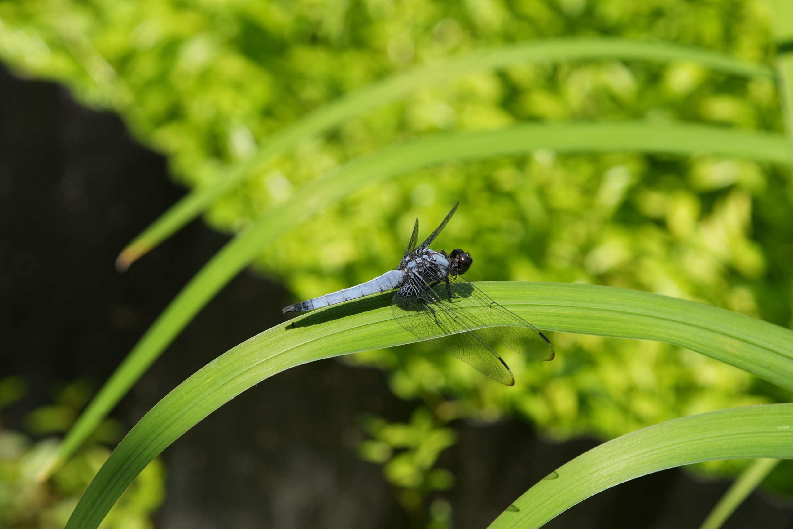 DSC08745.jpg