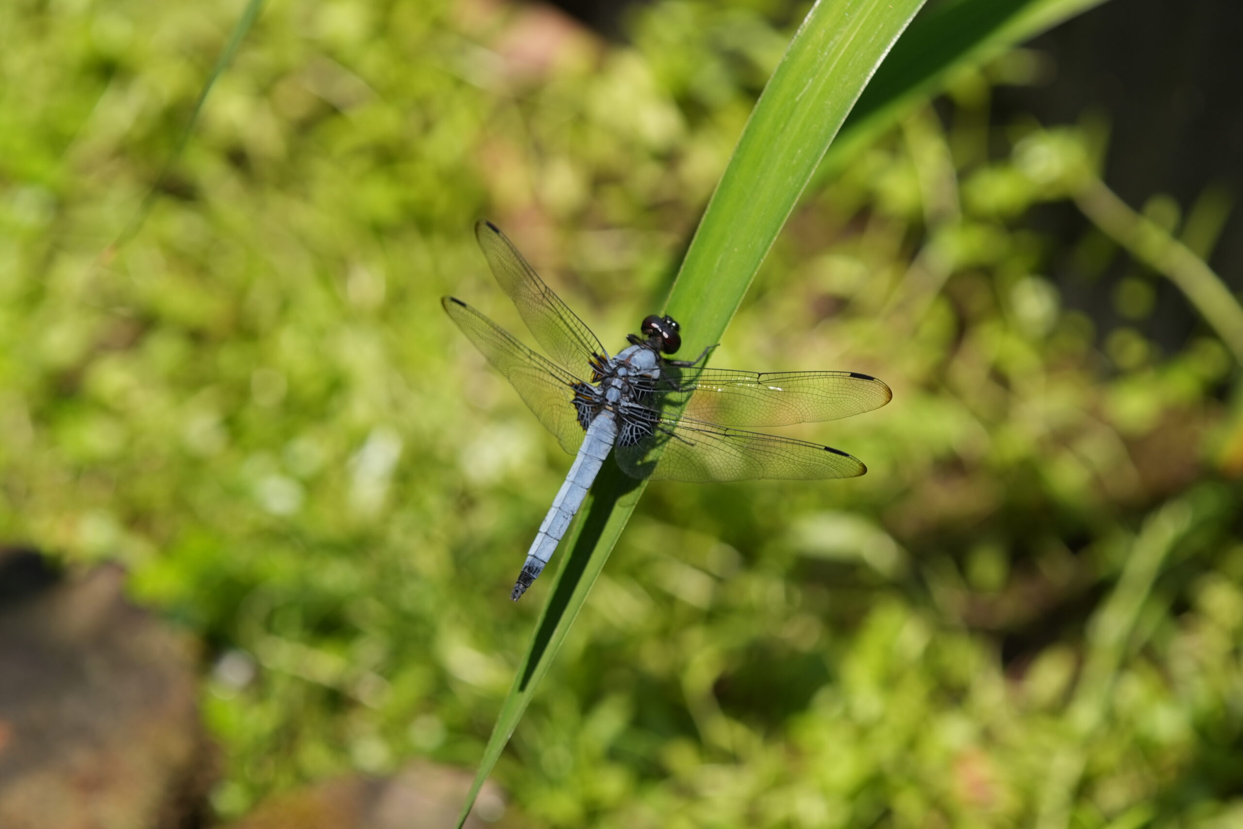 DSC08748.jpg