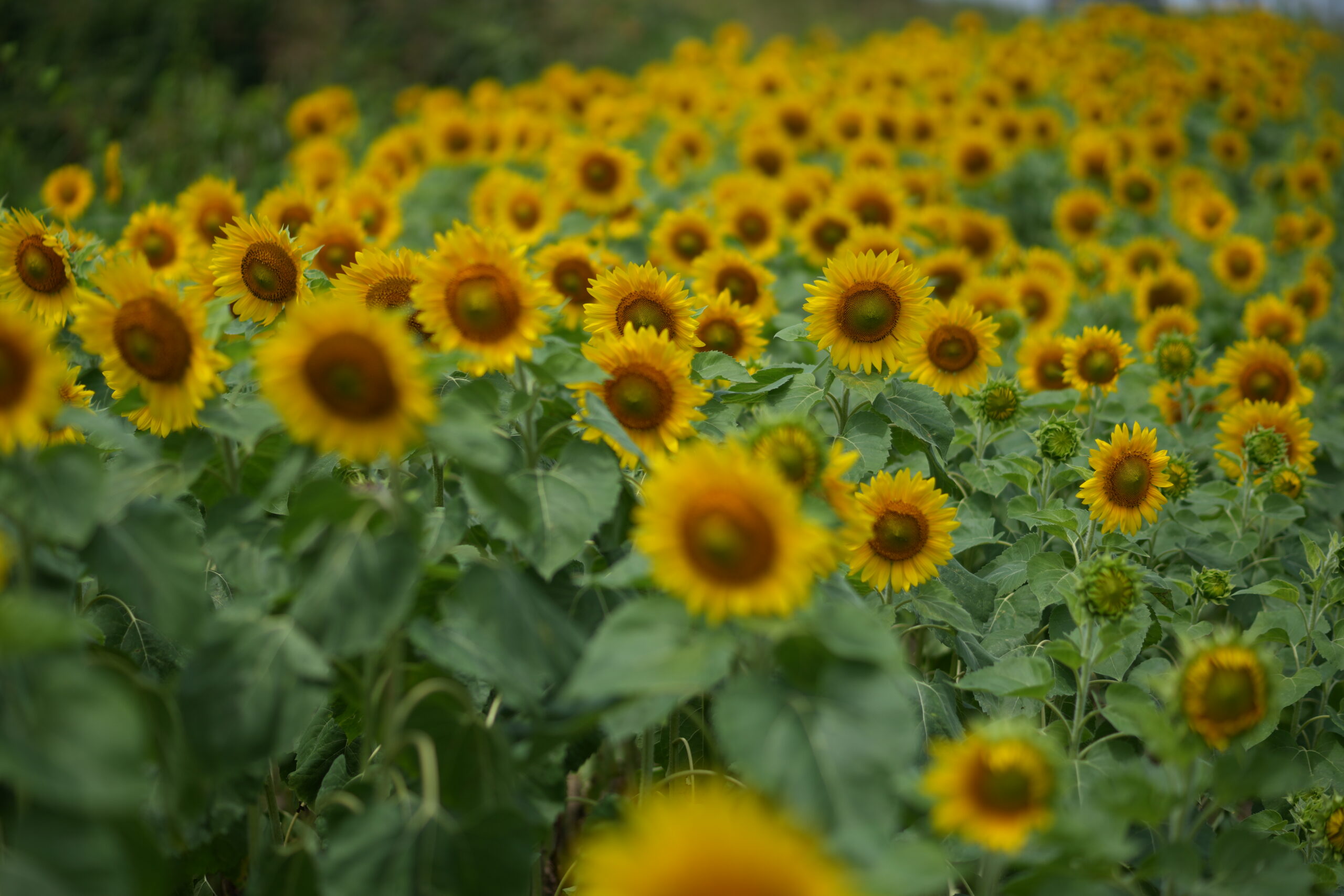 DSC08881.jpg